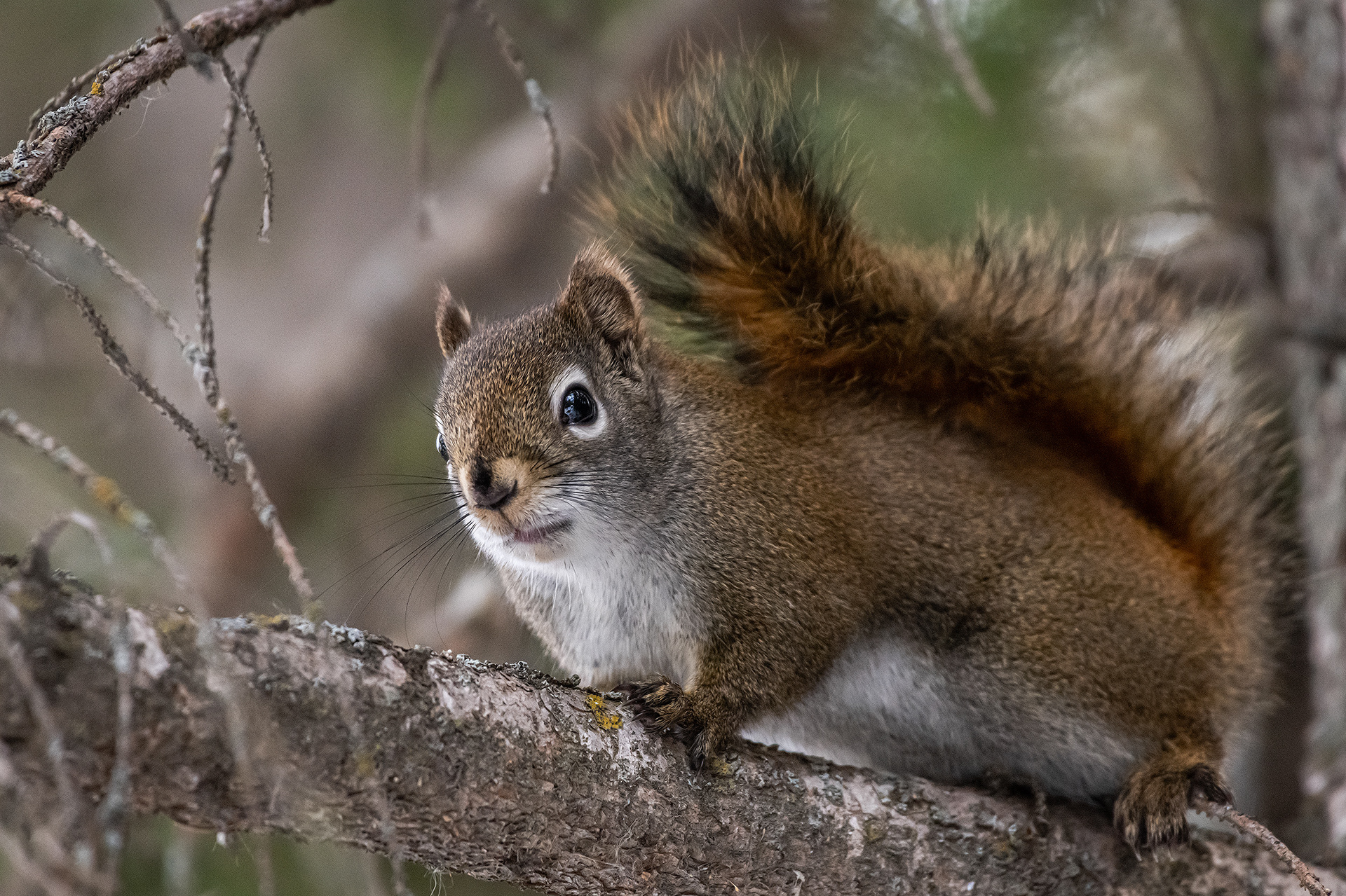 Red Squirrel, near Marshall Springs, Fish Creek Provincial Park, Calgary, AB