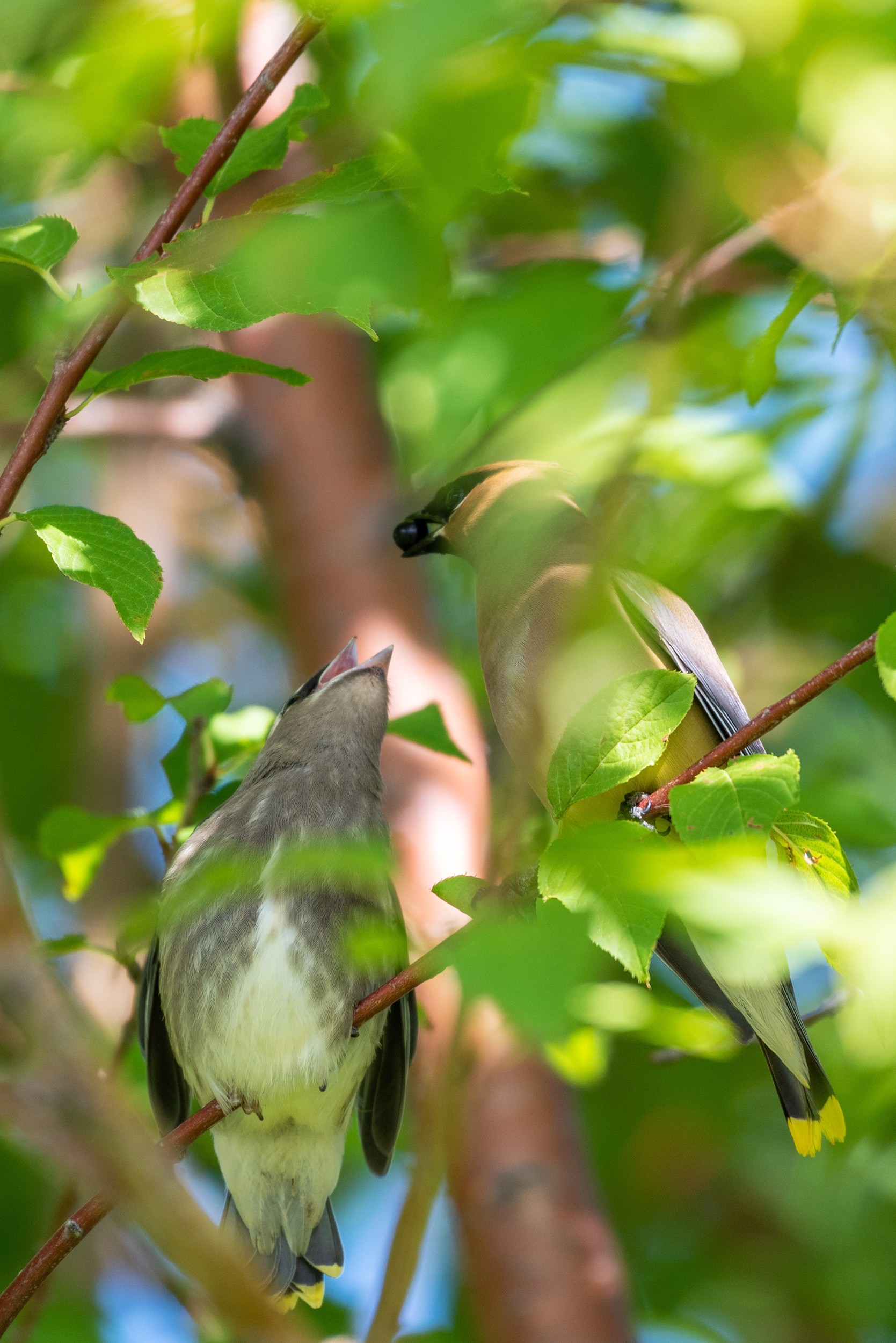 Cedar Waxwing feeding its young a berry