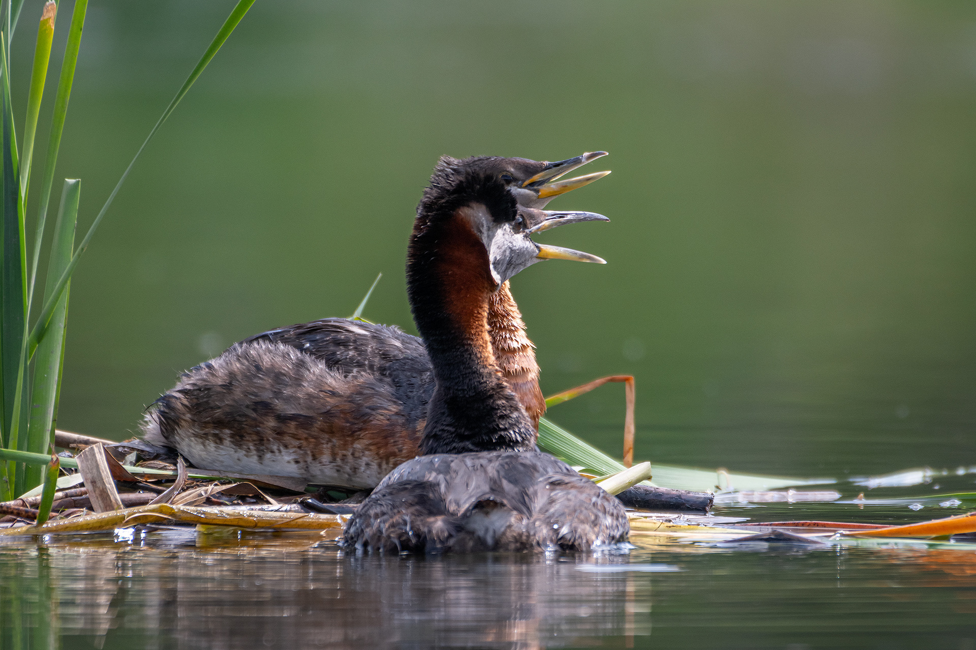 Red-necked Grebe pair, Marshall Springs ponds, Fish Creek Provincial Park, Calgary, AB