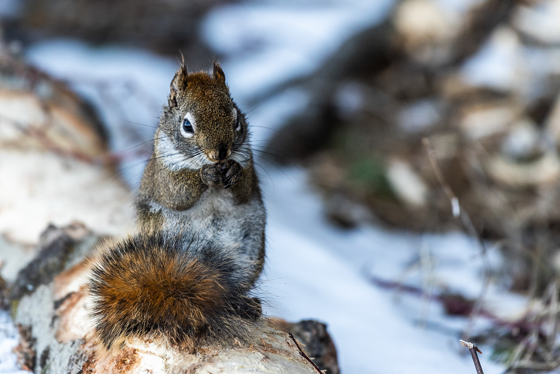 Red Squirrel near Marshall Springs, Fish Creek Prov. Park, Calgary, AB