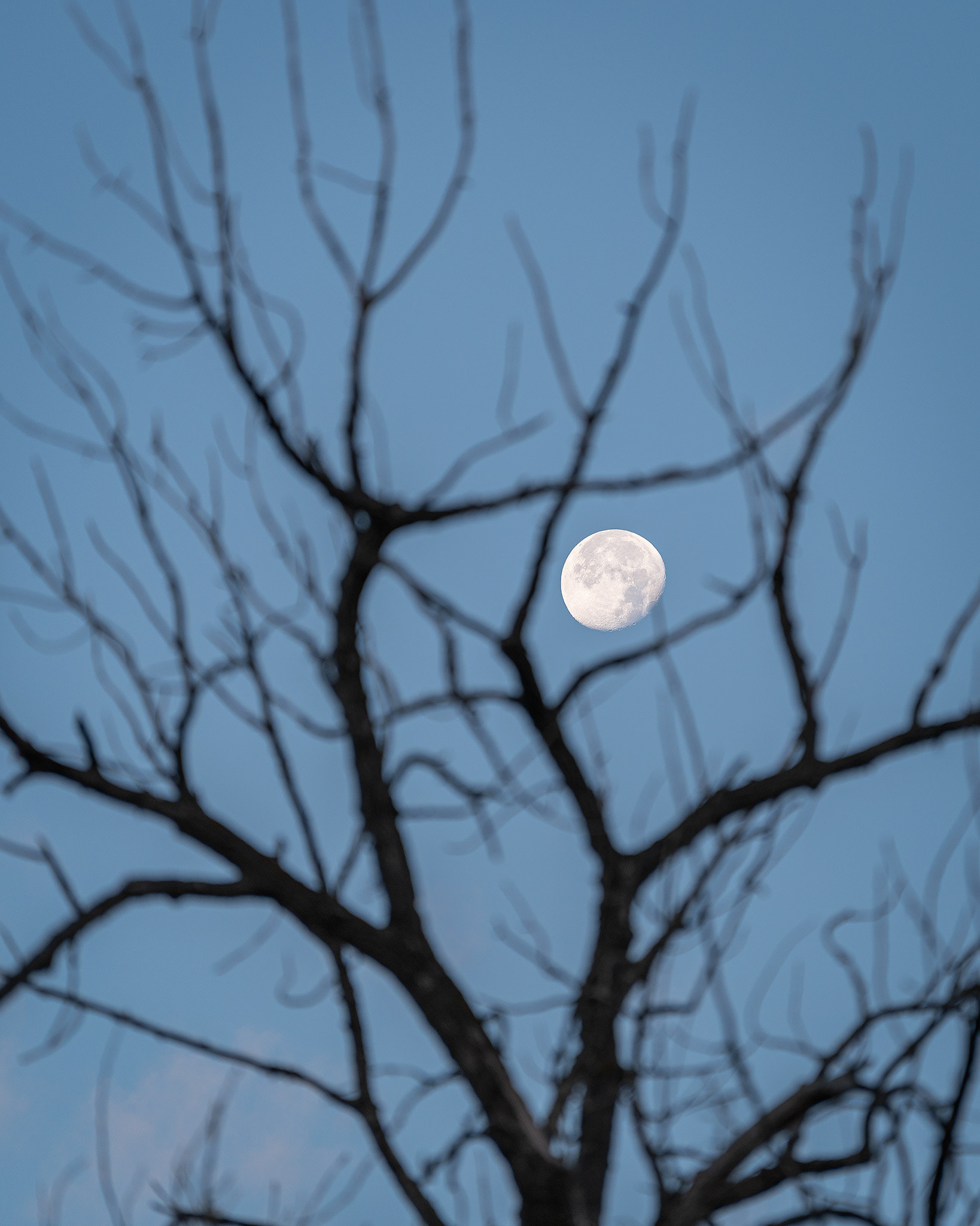 The Moon through a gap in tree, from the Mallard Point area of Fish Creek Provincial Park, Calgary, AB - October 12th, 2022 (8:11 AM, 18 Mp)
