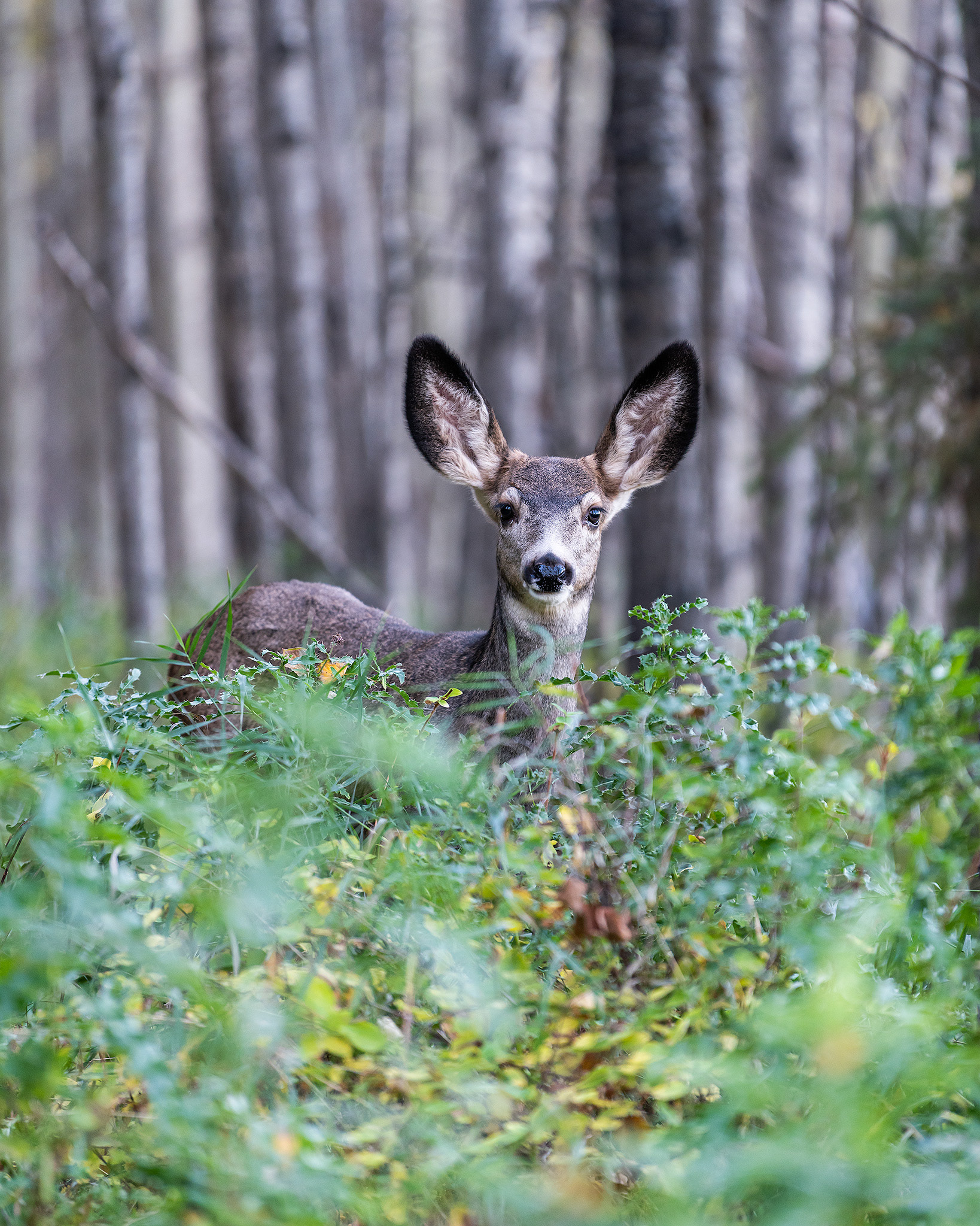 Mule Deer, the Marshall Springs area of Fish Creek Provincial Park, Calgary, AB - October 12th, 2022 (6:29 PM, 27 Mp)
