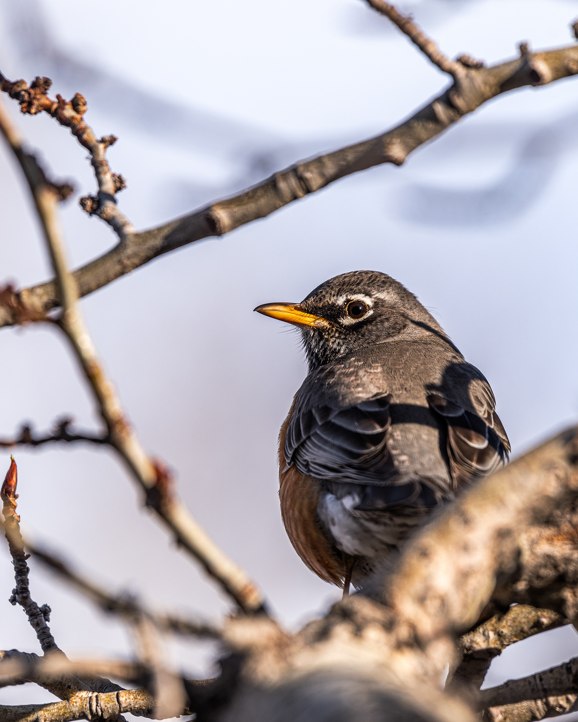 American Robin, Bow River near Carburn Park, Calgary, AB