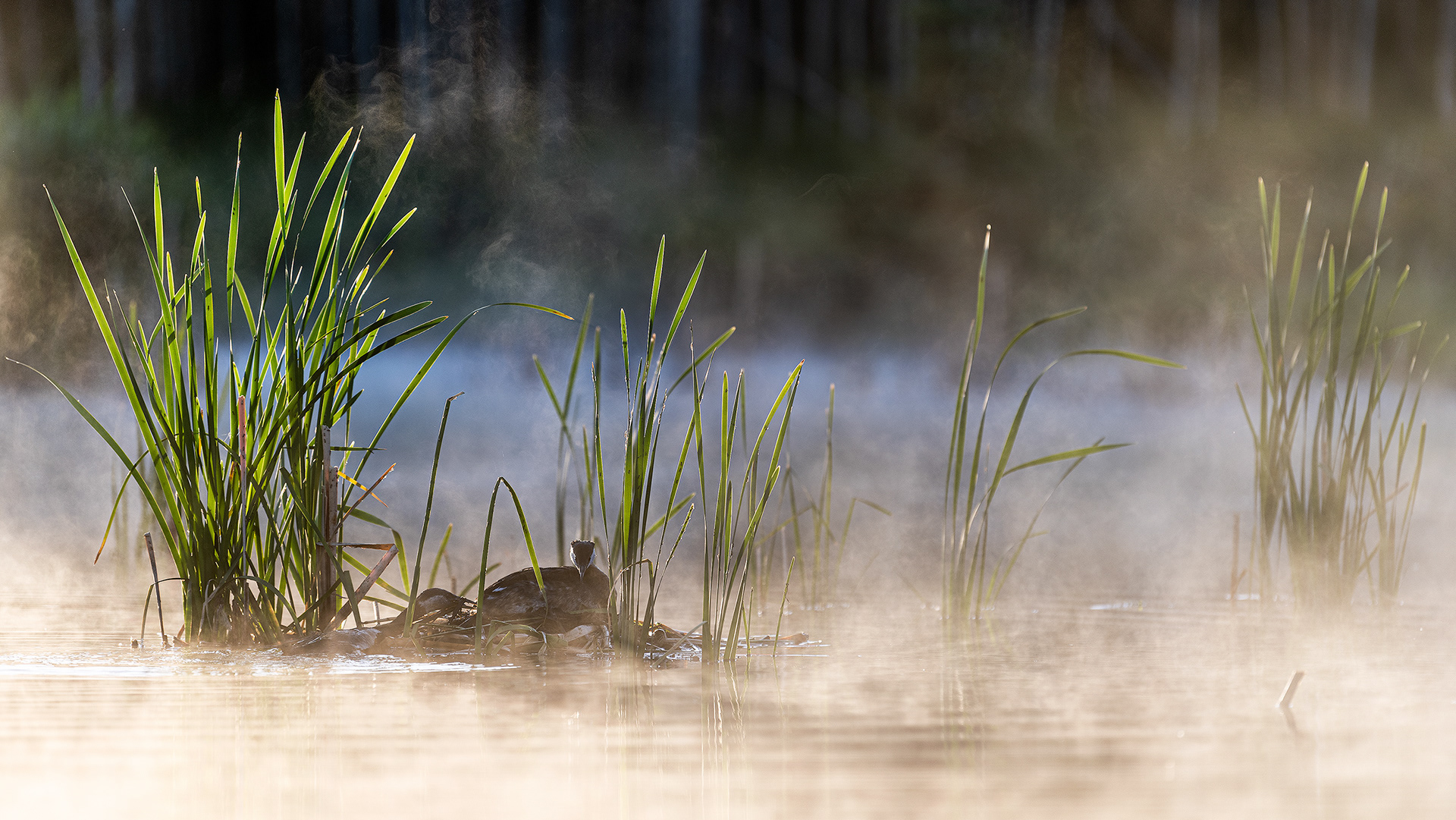 Red-necked Grebe pair at their nest in the early morning mist, Marshall Springs, Fish Creek Prov. Park, Calgary, AB