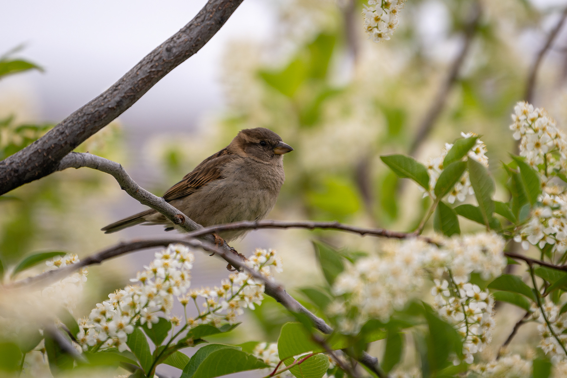 House Sparrow (female), Bridlewood, Calgary, AB
