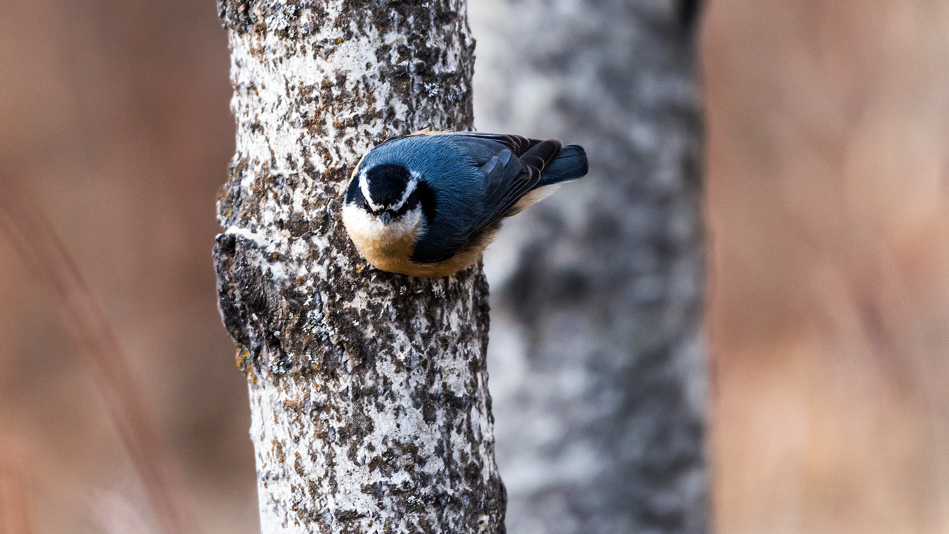 Red-breasted Nuthatch near Marshall Springs in Fish Creek Provincial Park