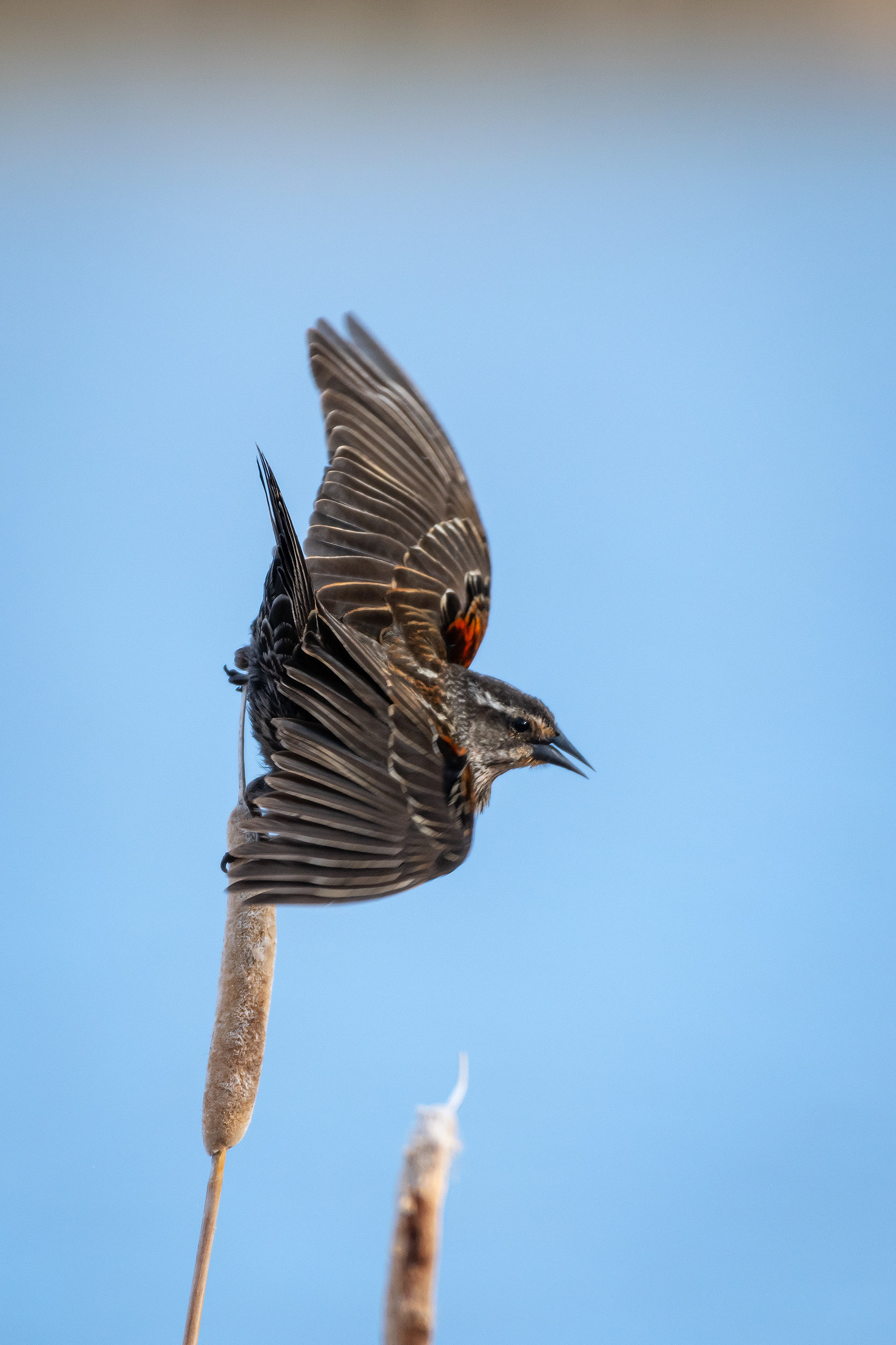 Red-winged Blackbird (female), Bridlewood Wetlands Park, Calgary, AB