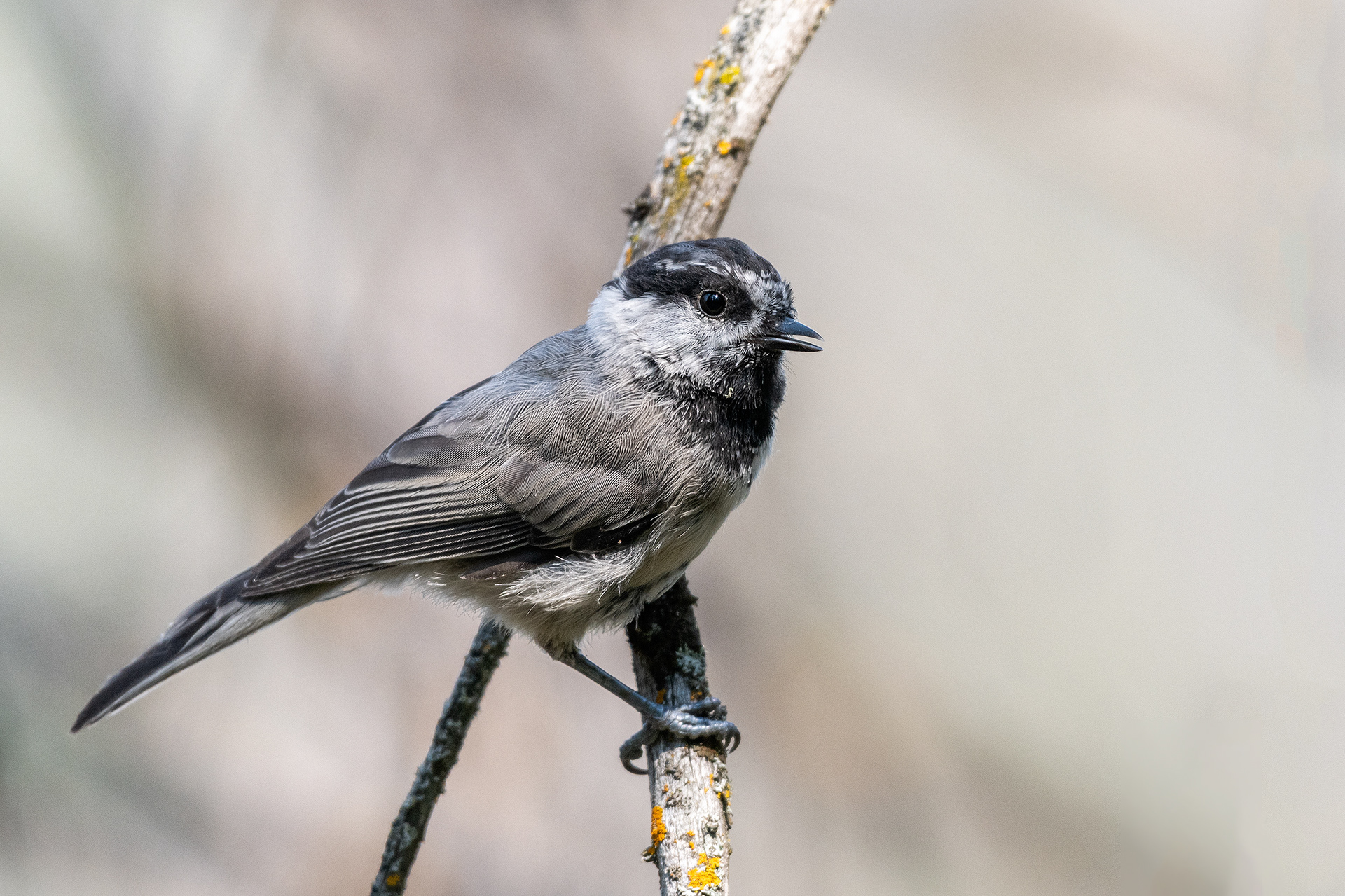 Mountain Chickadee, Marshall Springs - Fish Creek Prov. Park, Calgary, AB