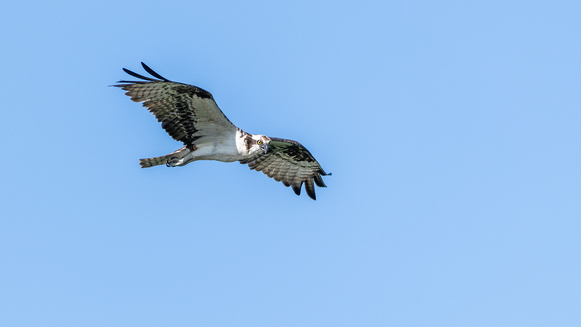 Osprey in flight, Marshall Springs - Fish Creek Prov. Park, Calgary, AB