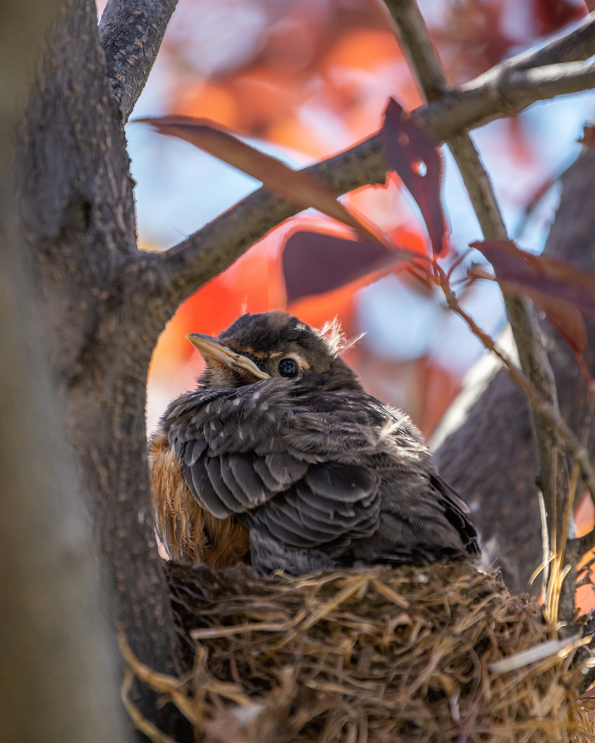American Robin chick, Bridlewood, Calgary, AB