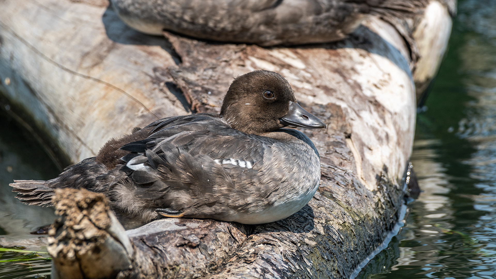 Goldeneye (immature), Glenmore Reservoir - South Glenmore Park, Calgary, AB