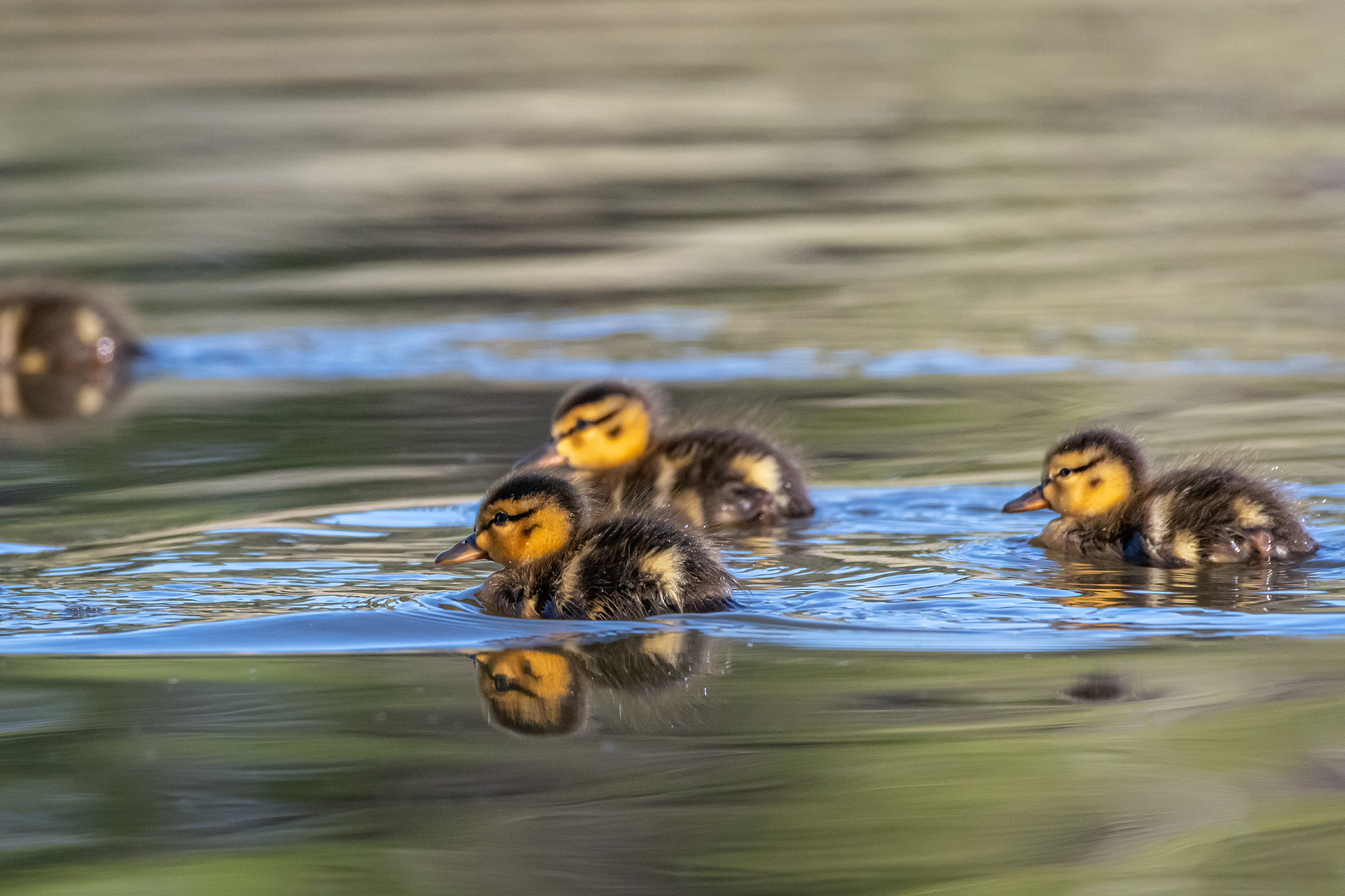 Mallard ducklings, Marshall Springs ponds, Fish Creek Provincial Park, Calgary, AB
