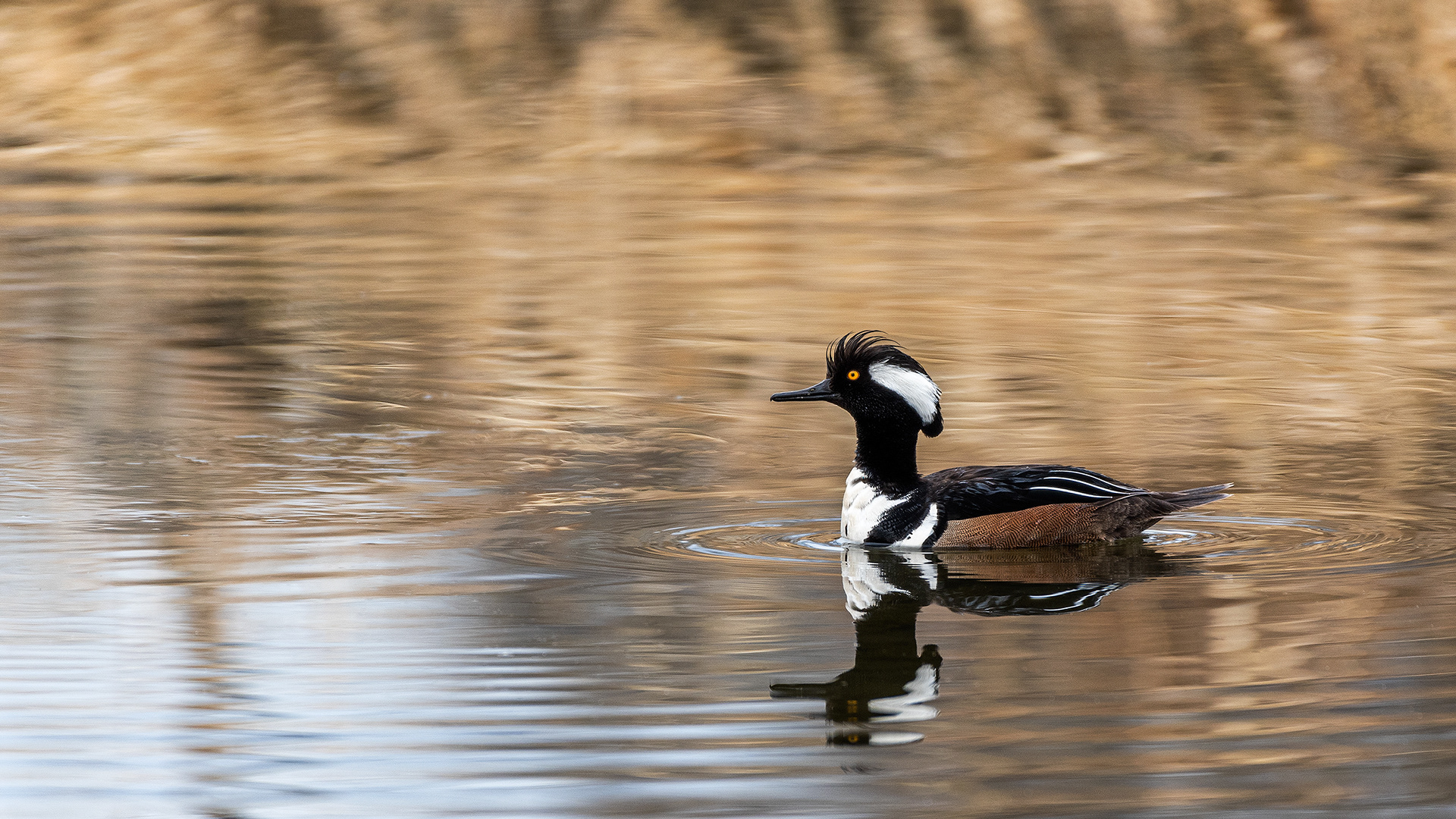 Hooded Merganser (male) at the Inglewood Bird Sanctuary & Nature Centre, Calgary, Alberta