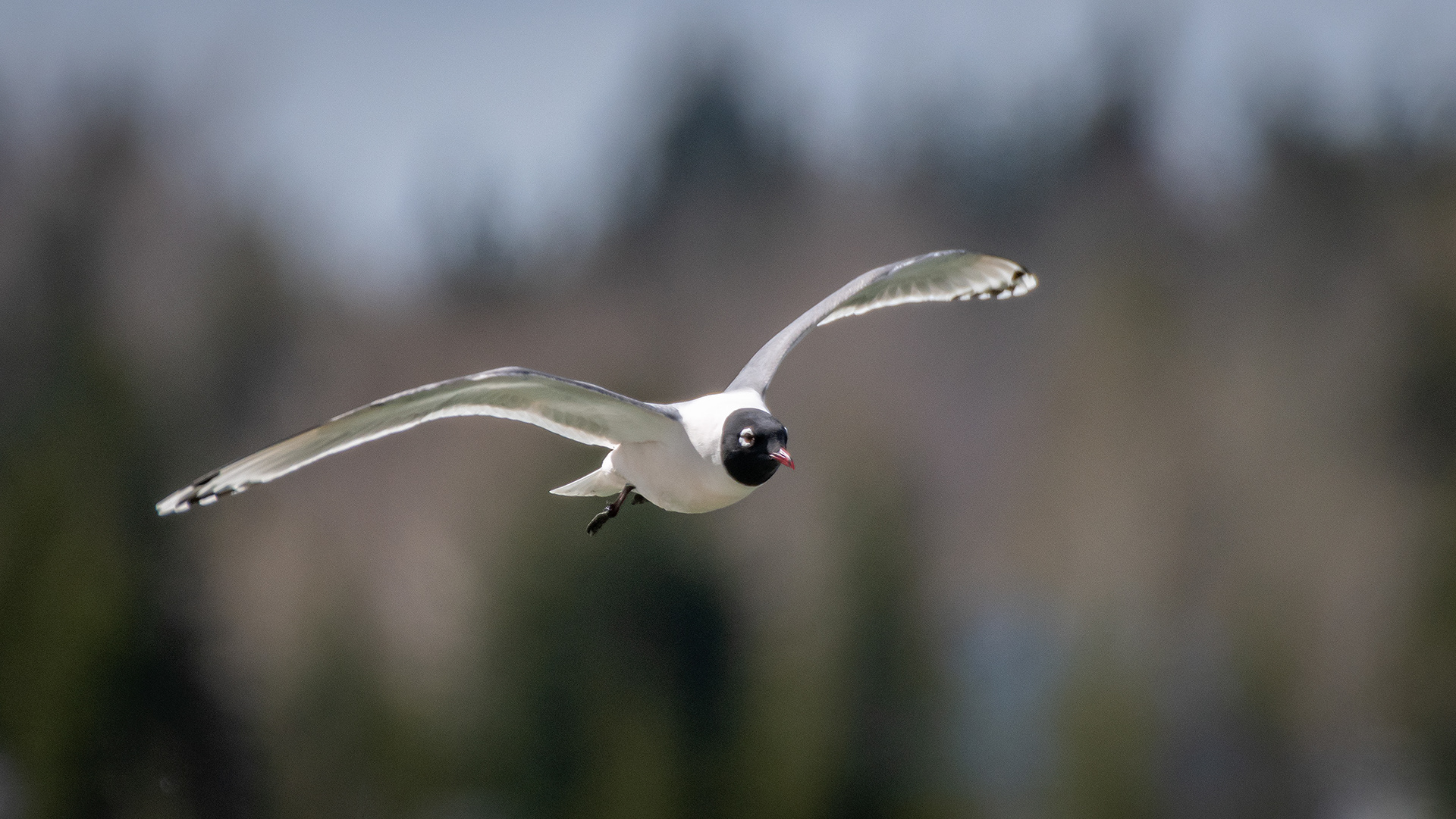 Franklin's Gull (in flight), Glenmore Reservoir, North Glenmore Park, Calgary, AB
