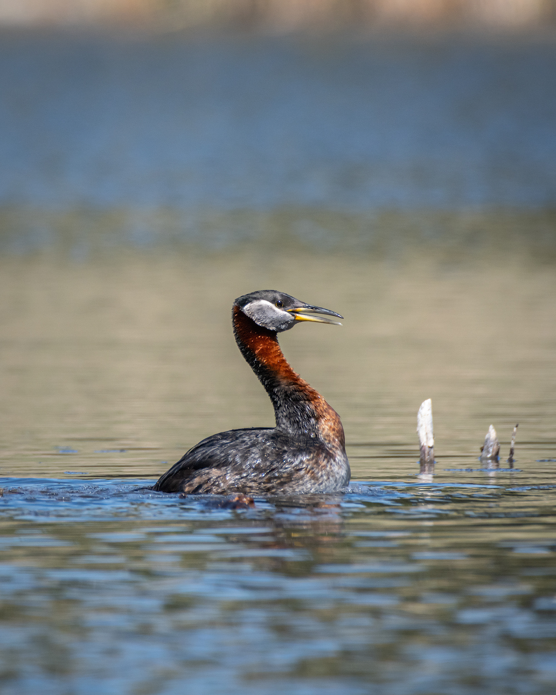 Red-necked Grebe (male), Marshall Springs ponds, Fish Creek Provincial Park, Calgary, AB