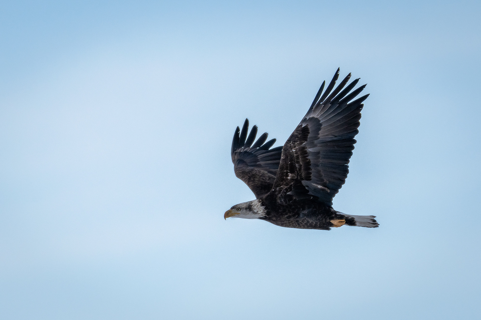 Bald Eagle in flight - Bow River, Refinery Park, Calgary, AB
