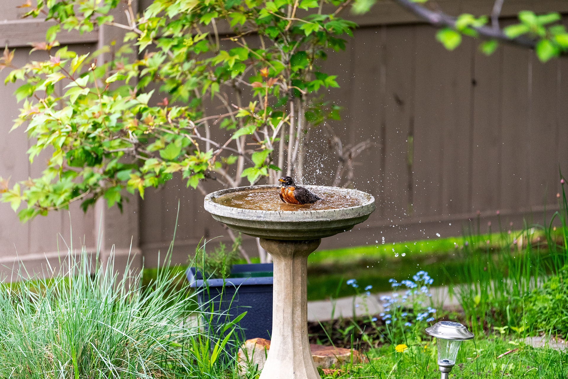 American robin, bird bath, Bridlewood, Calgary, Alberta