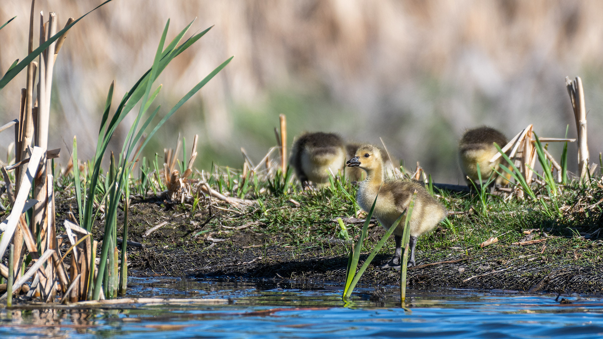 Canada Goose goslings at Marshall Springs, Fish Creek Provincial Park, Calgary, Alberta
