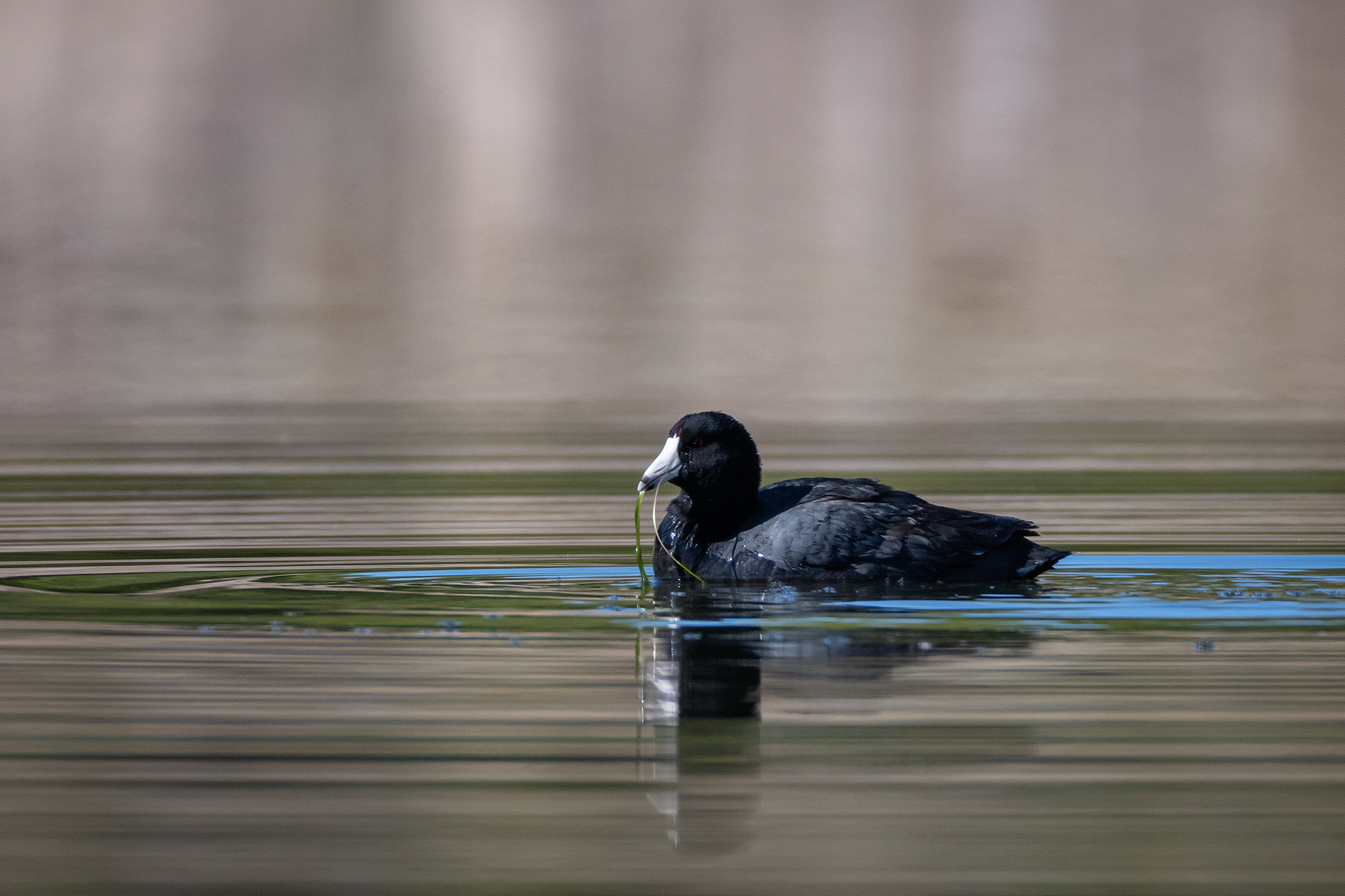 American Coot, Marshall Springs ponds, Fish Creek Provincial Park, Calgary, AB