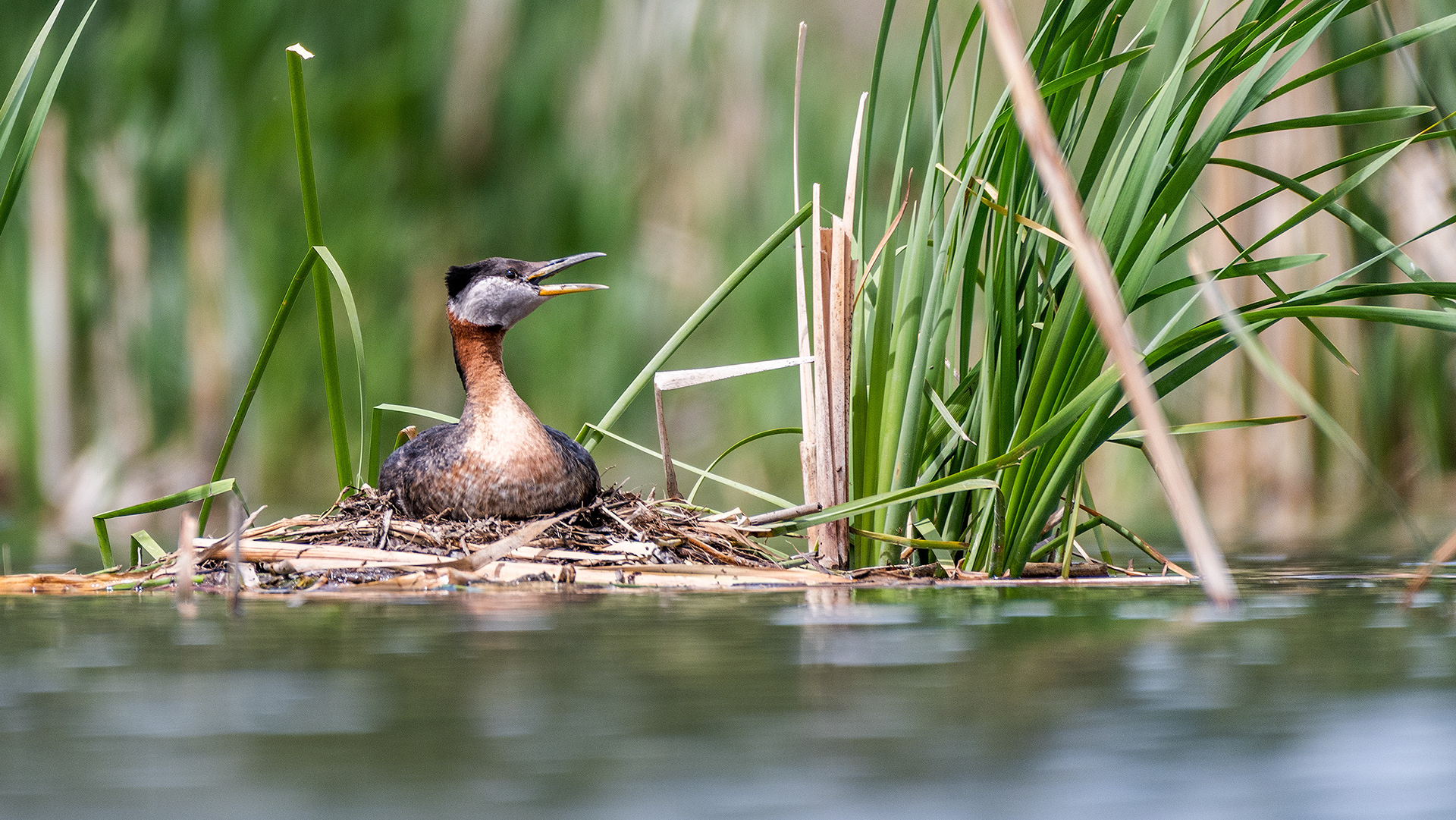 Red-necked Grebe on a nest, Marshall Springs, Fish Creek Prov. Park, Calgary, AB
