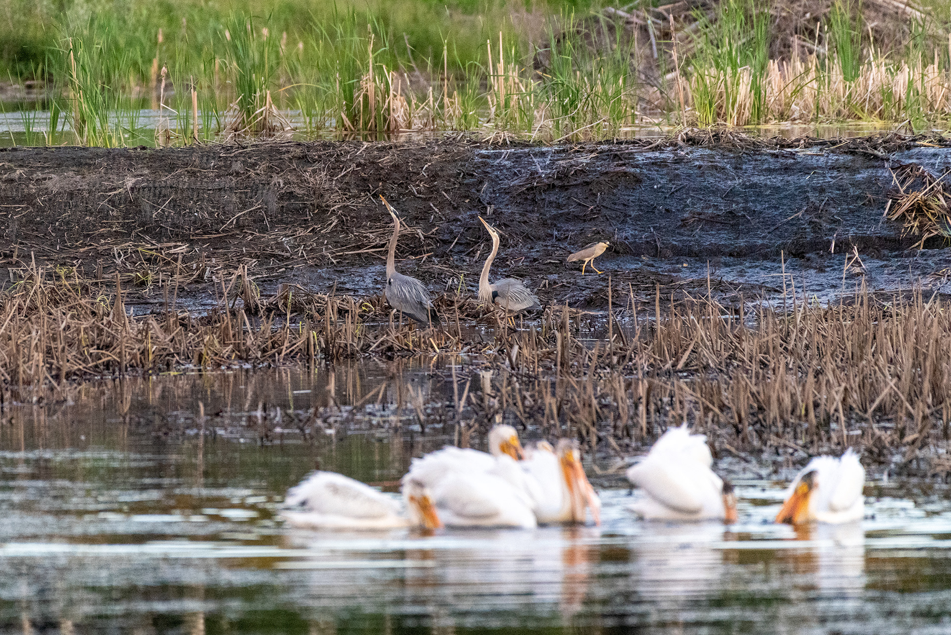 American White Pelicans feeding, Great Blue Herons, Black-crowned Night-Heron