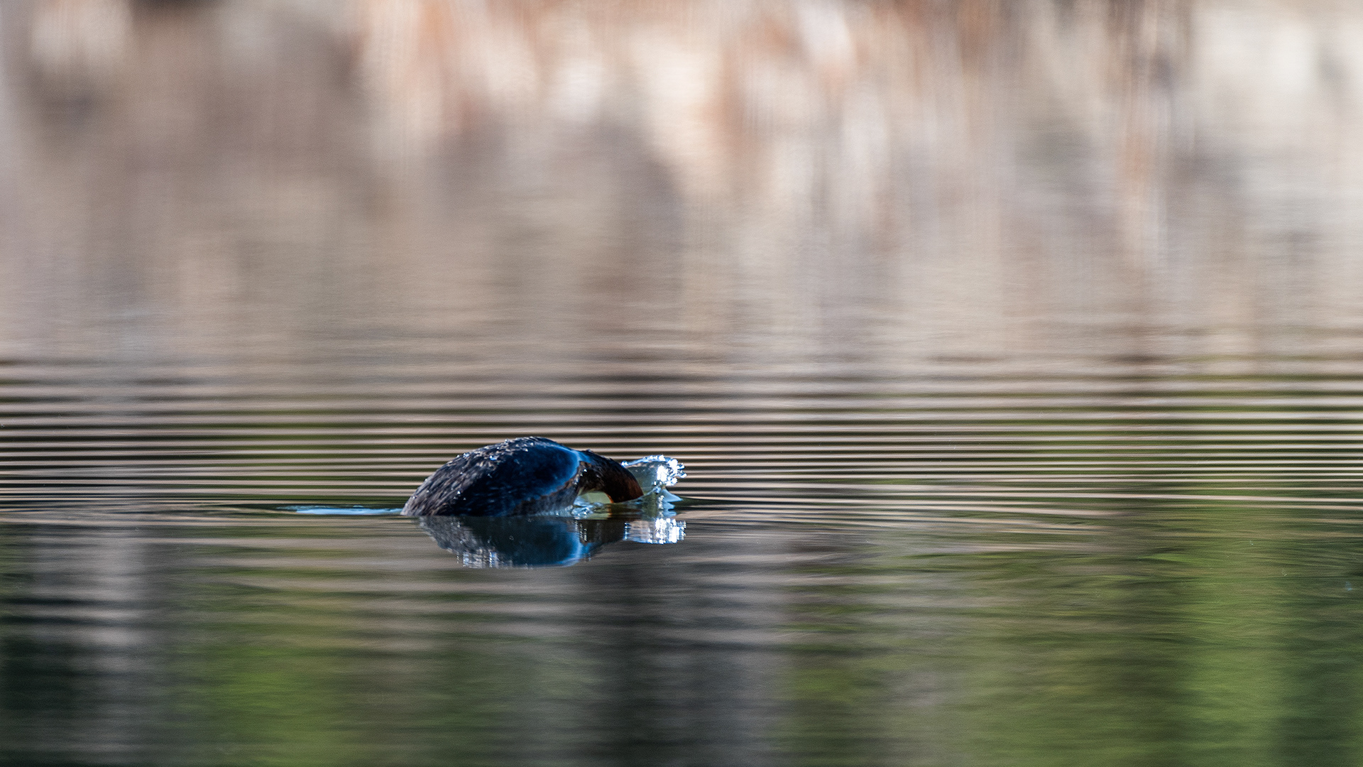 Red-necked Grebe at Marshal Springs, Fish Creek Provincial Park, Calgary, Alberta