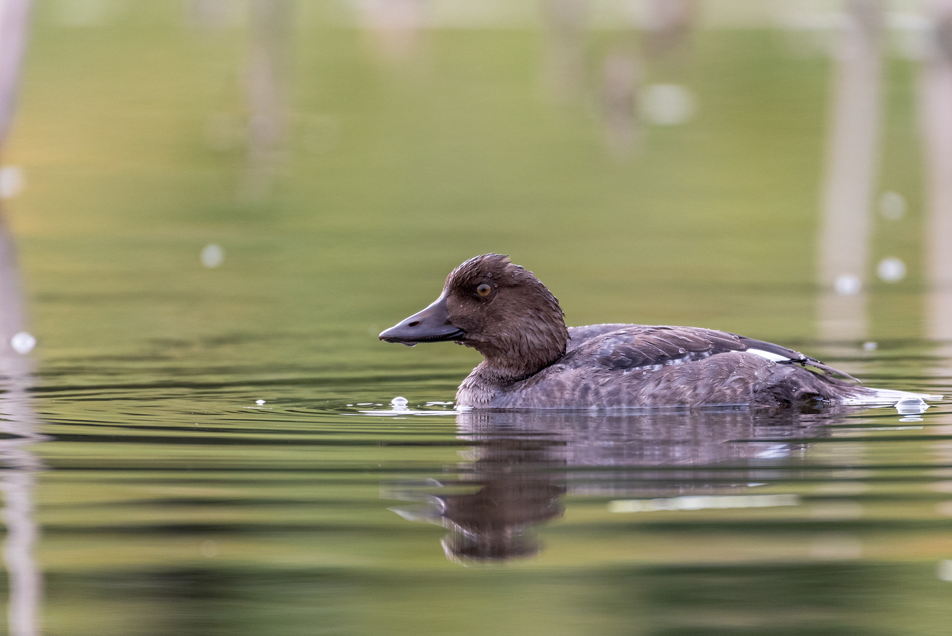 Duck (unknown type) at the Marshall Springs ponds in Fish Creek Provincial Park