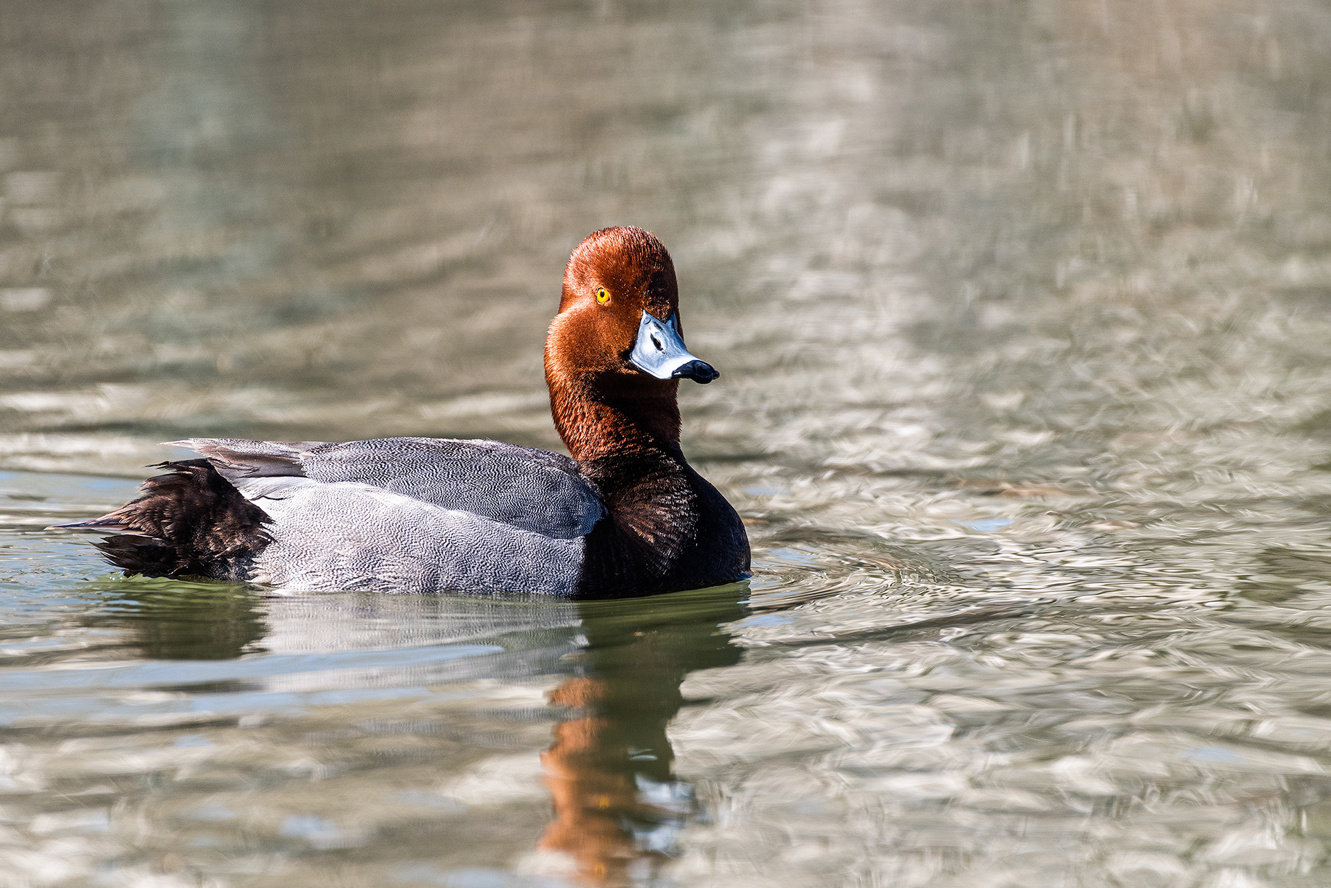 Redhead (male) at Bridlewood Wetlands Park, Calgary, Alberta
