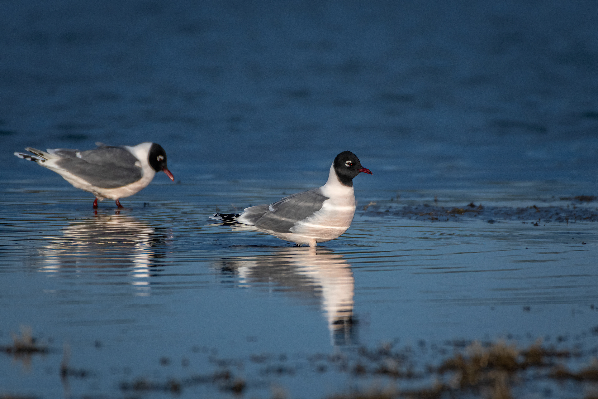 Franklin's Gulls, Glenmore Reservoir, North Glenmore Park, Calgary, AB