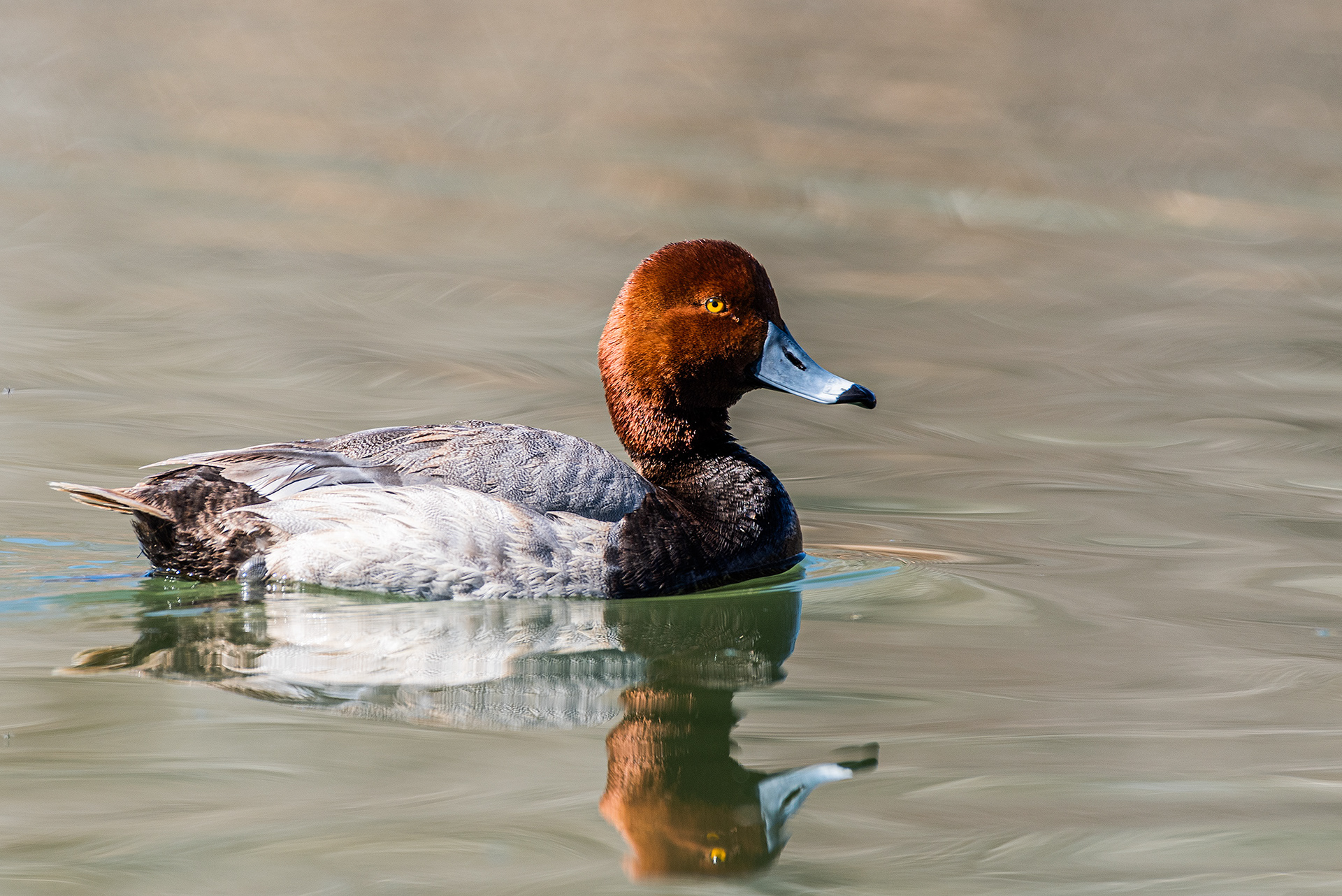 Redhead (male) at Bridlewood Wetlands Park, Calgary, Alberta