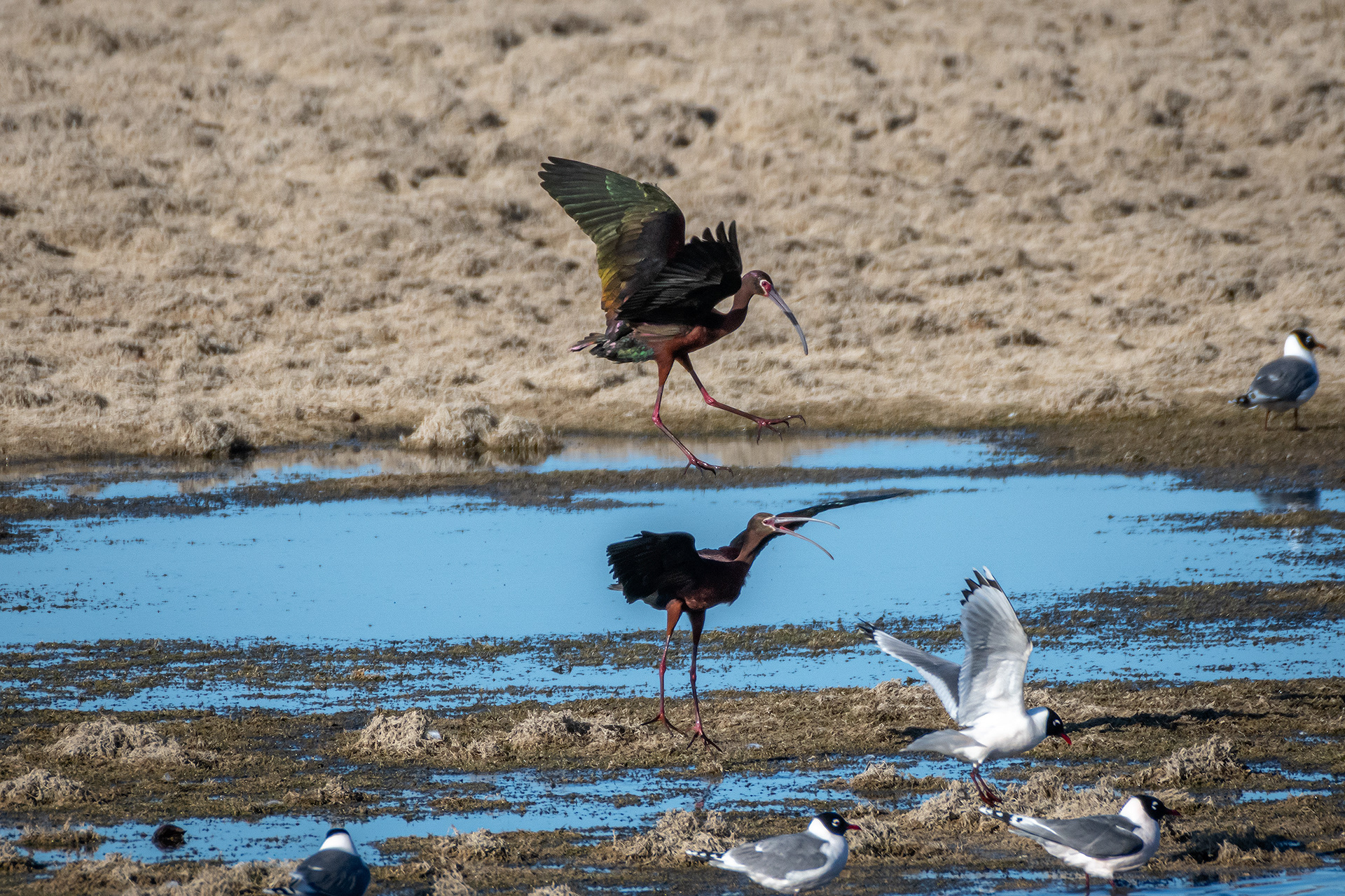 White-faced Ibises, Glenmore Reservoir, North Glenmore Park, Calgary, AB