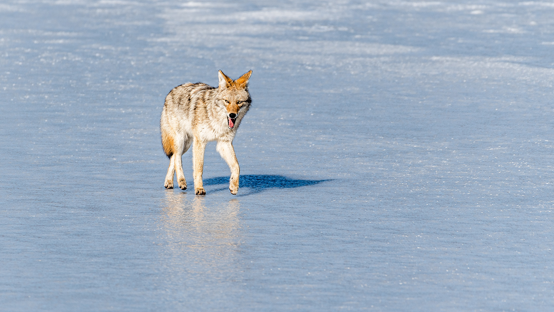 Coyote at Marshall Springs, Fish Creek Prov. Park, Calgary, AB
