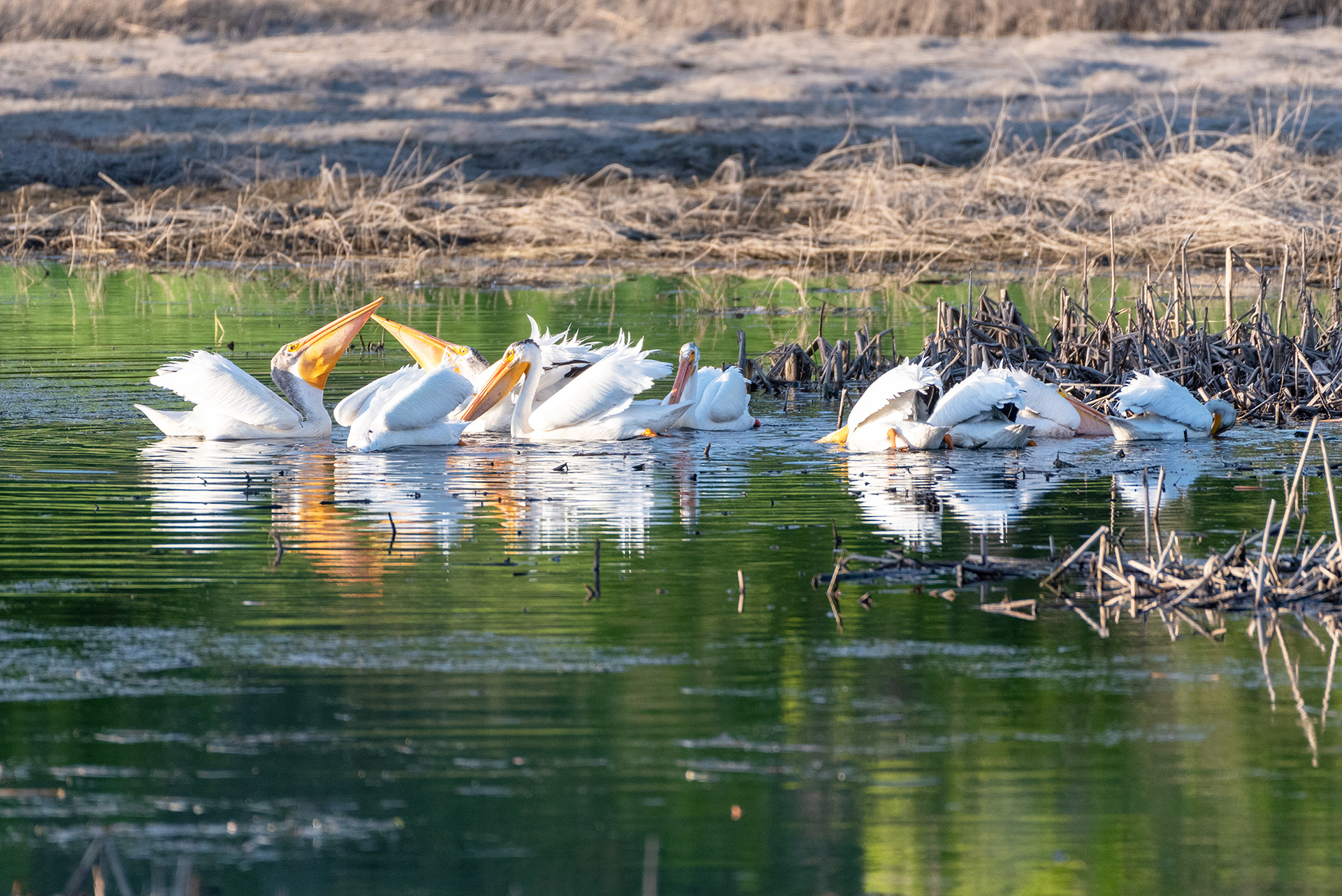 American White Pelicans feeding