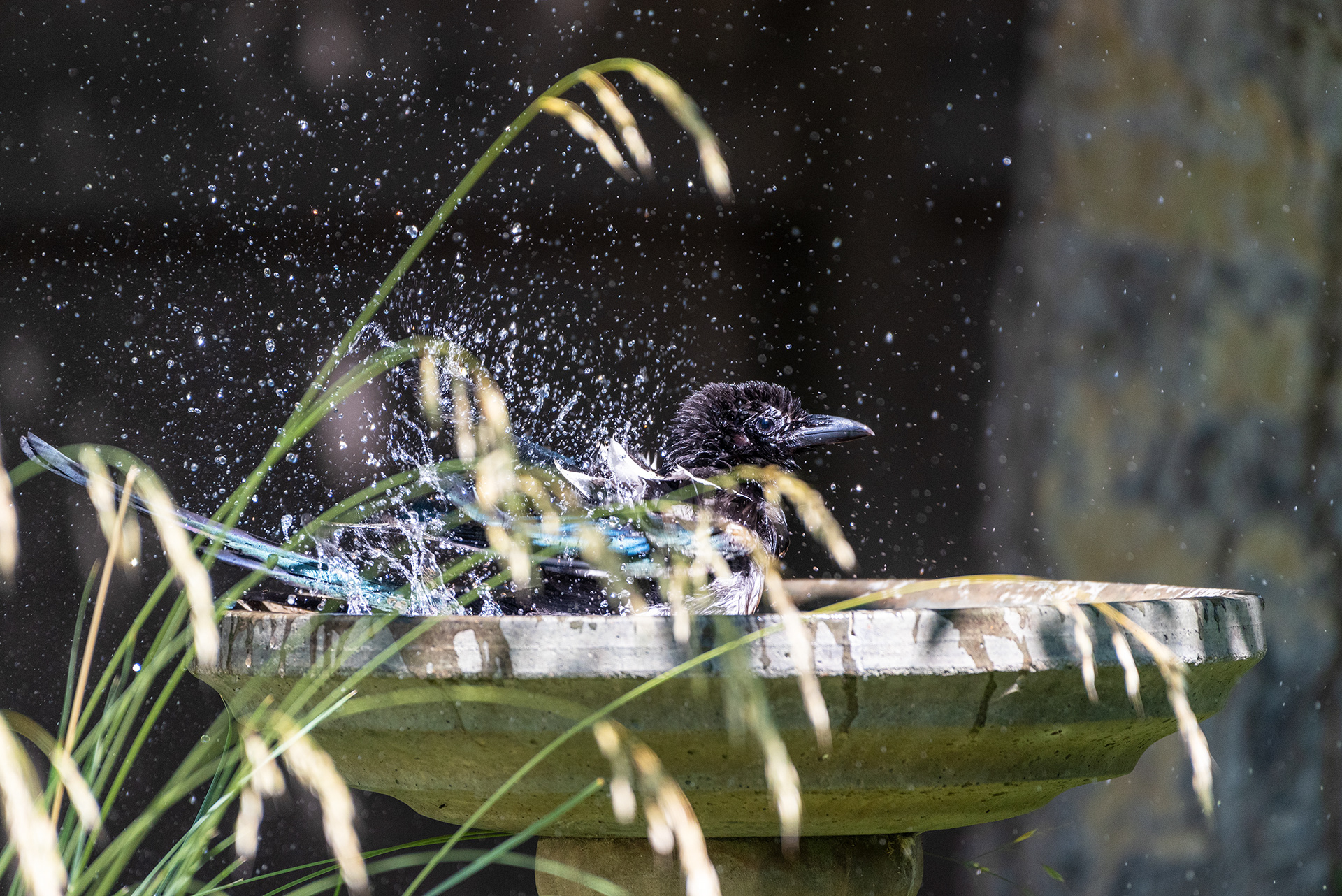 Black-billed Magpie in the birdbath