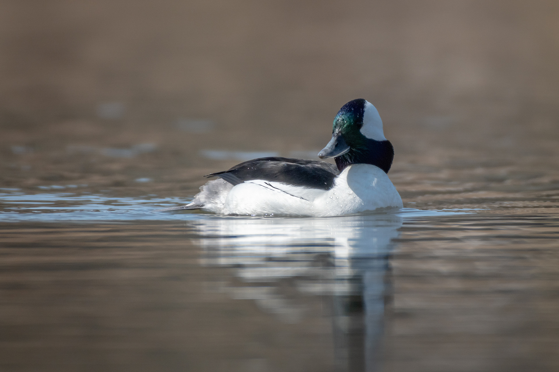 Bufflehead (male), Marshall Springs, Fish Creek Provincial Park, Calgary, AB