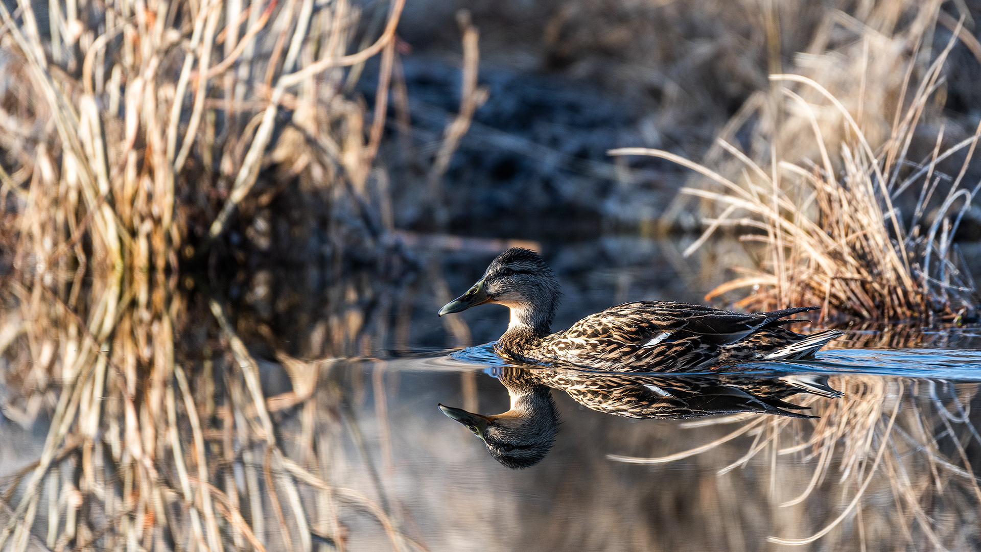 Mallard (Female) at Burnsmead Day Use Area, Fish Creek Provincial Park, Calgary, Alberta