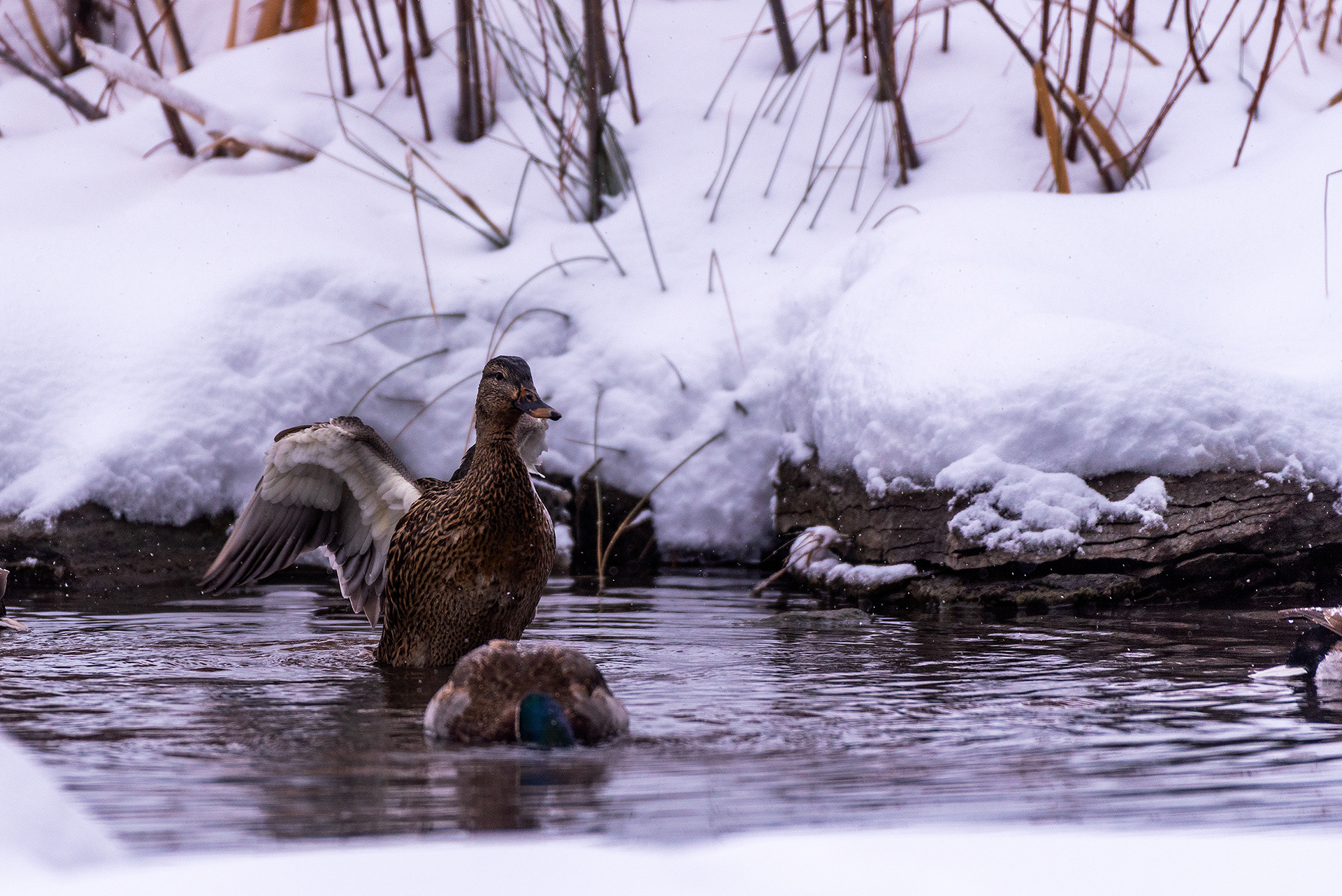 Mallards at the Marshall Springs area of Fish Creek Provincial Park