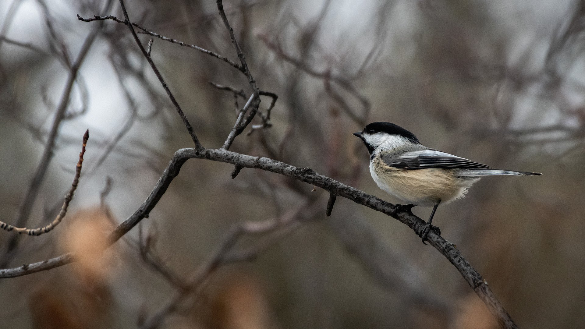Black-capped Chickadee, near Marshall Springs, Fish Creek Provincial Park, Calgary, AB