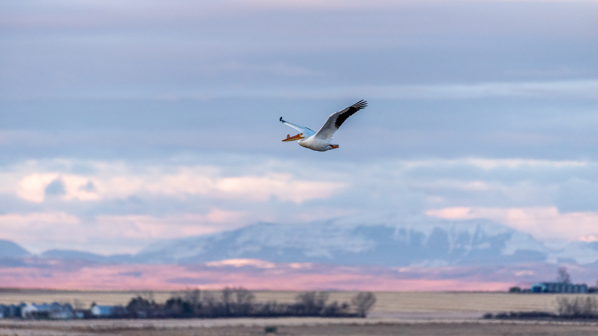 Pelican in flight at Frank Lake, Alberta