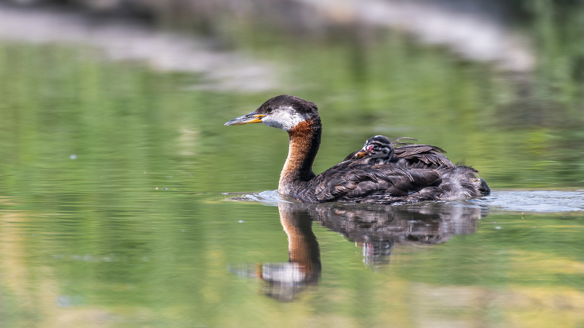 Red-necked Grebe (female) with a chick riding on her back, Marshall Springs - Fish Creek Prov. Park, Calgary, AB
