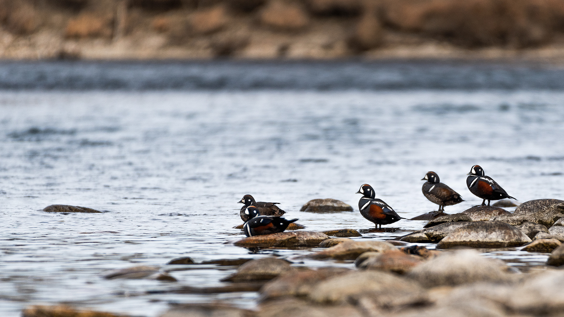 Harlequin Ducks on the bank of the Bow River near Carburn Park, Calgary, AB