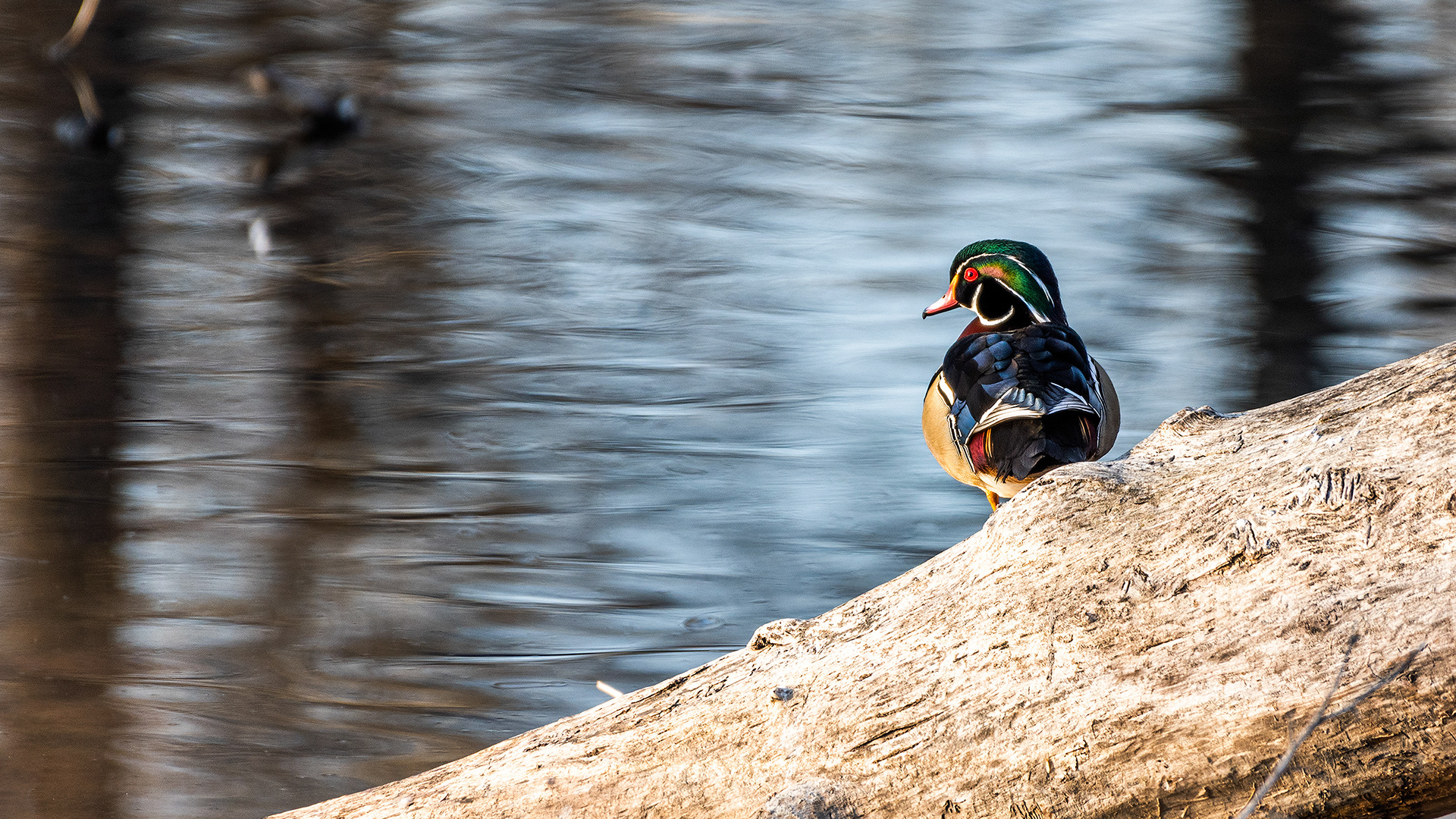 Wood Duck (male) at the Inglewood Bird Sanctuary & Nature Centre, Calgary, Alberta