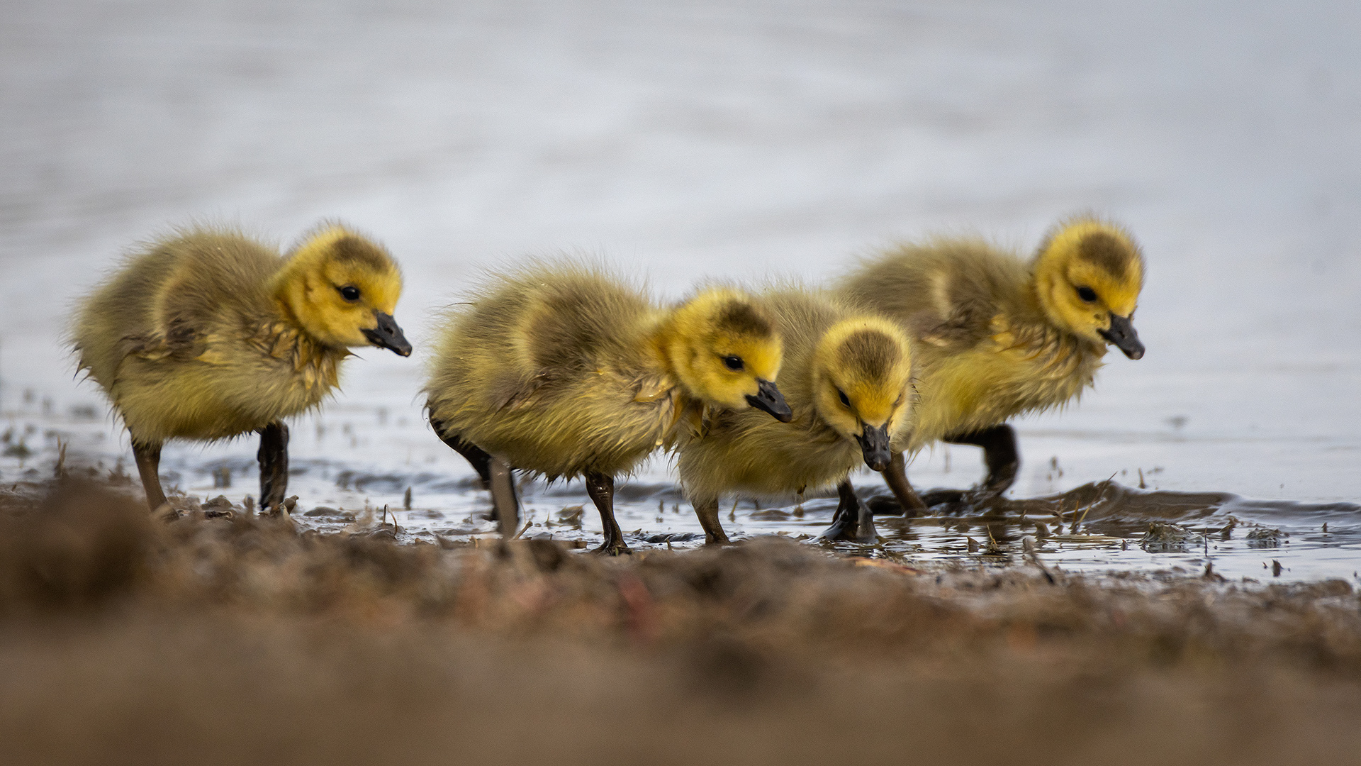 Canada Goose goslings, Glenmore Reservoir, North Glenmore Park, Calgary, AB