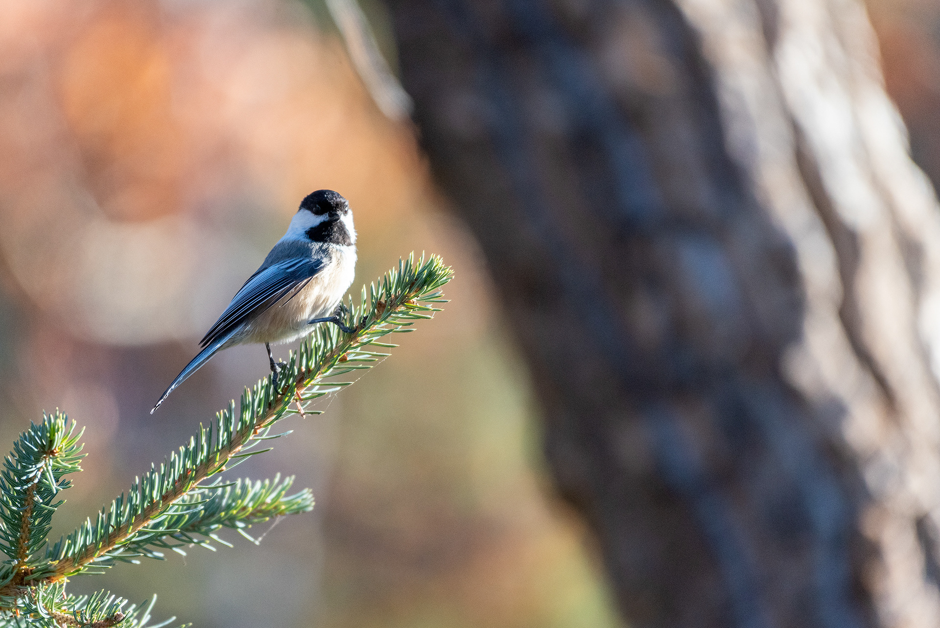 Black-capped Chickadee near the Marshall Springs ponds in Fish Creek Provincial Park