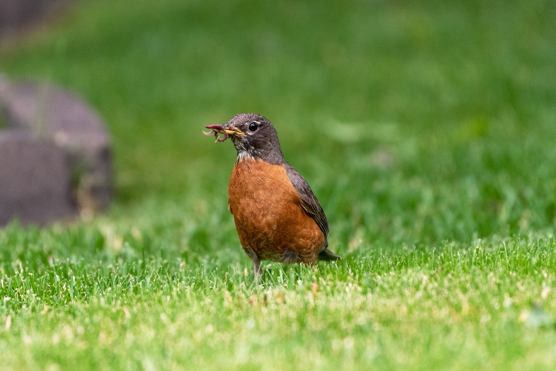 An American Robin caught a small worm
