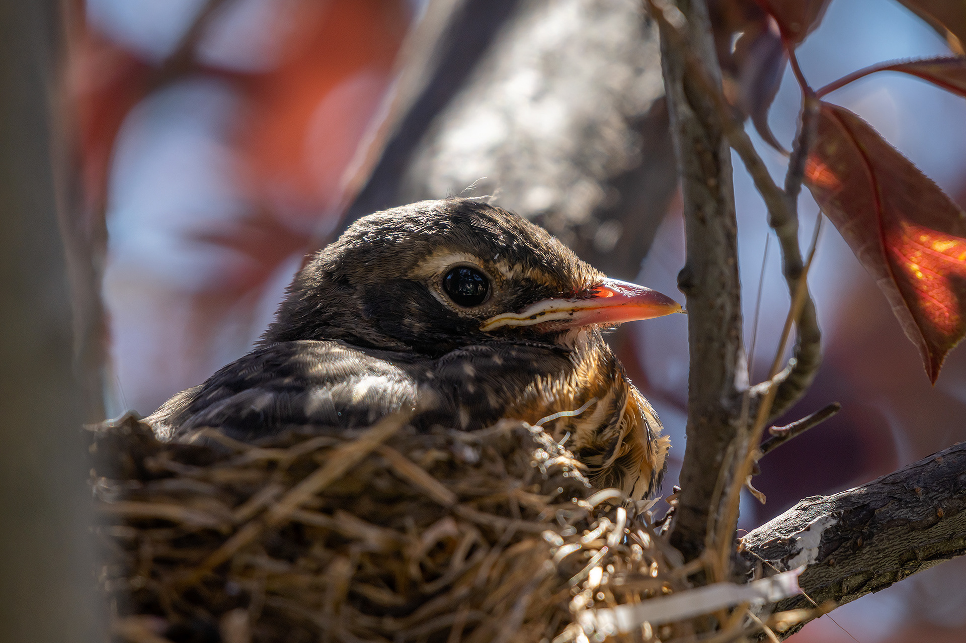 American Robin chick, Bridlewood, Calgary, AB