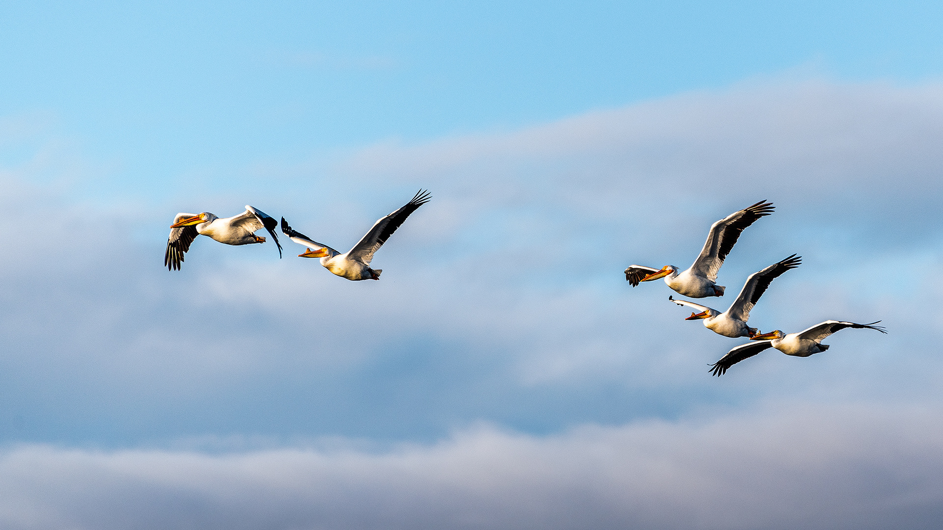 Pelicans in flight at Frank Lake, Alberta