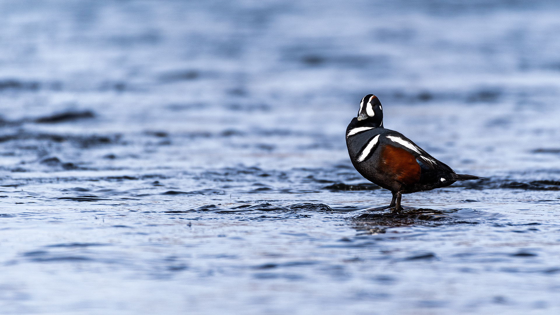 Harlequin Duck on the Bow River near Carburn Park, Calgary, AB