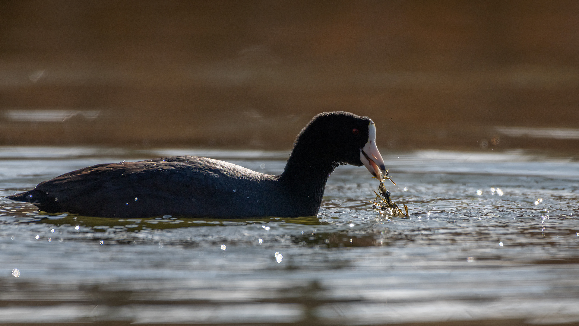 American Coot, Bridlewood Wetlands Park, Calgary, AB