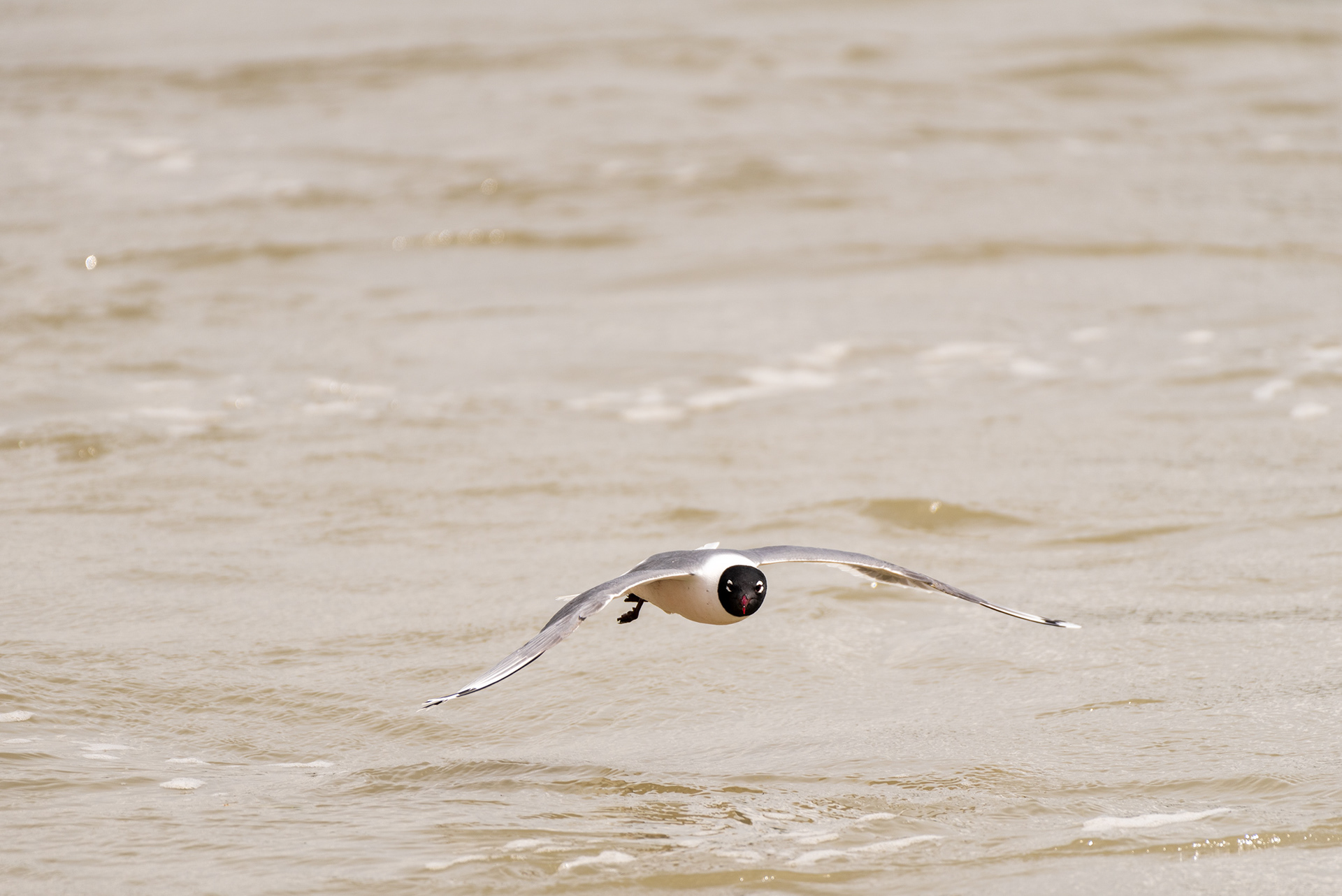 Franklin’s Gull, Fish Creek Wastewater Treatment Plant, Fish Creek Provincial Park, Bow River, Calgary, Alberta